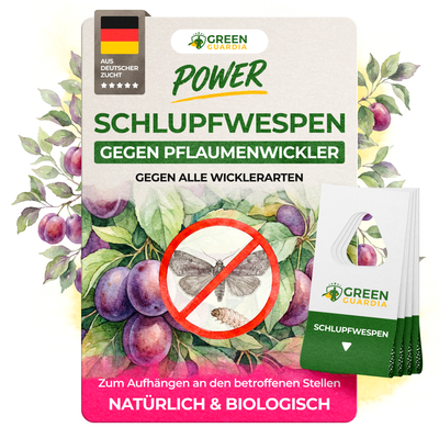 Schlupfwespen gegen Pflaumenwickler - Green Guardia - Ihr Experte für Schädlinge und Pflanzen