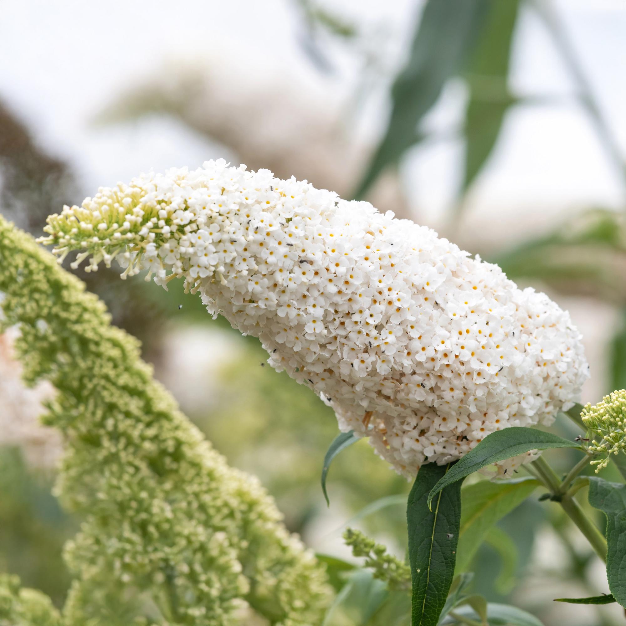 Schmetterlingsstrauch ‘White Profusion’ – 1 Pflanze, weiß blühend, 17 cm Topf, 25 cm hoch - Green Guardia - Ihr Experte für Schädlinge und Pflanzen