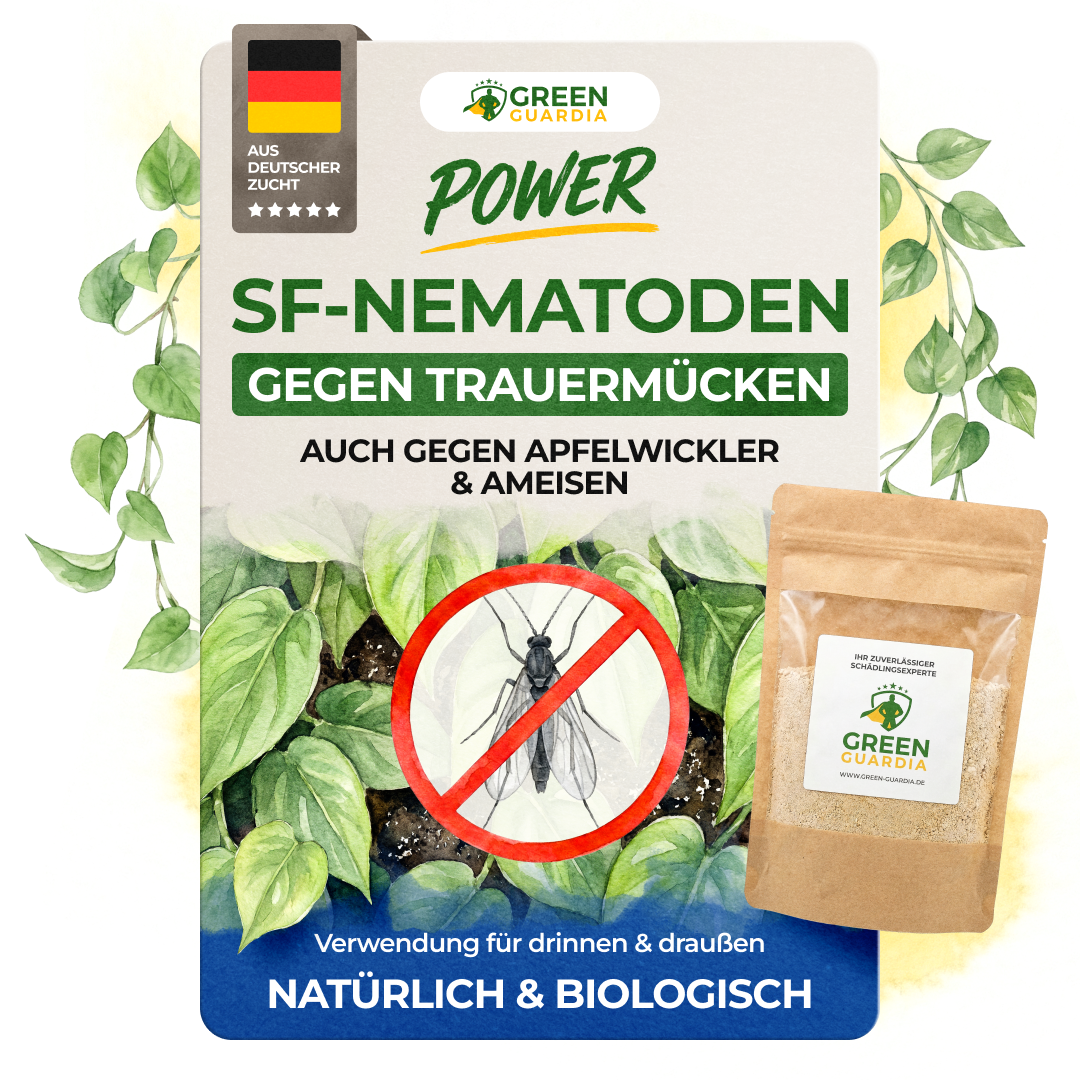SF-Nematoden gegen Trauermücken