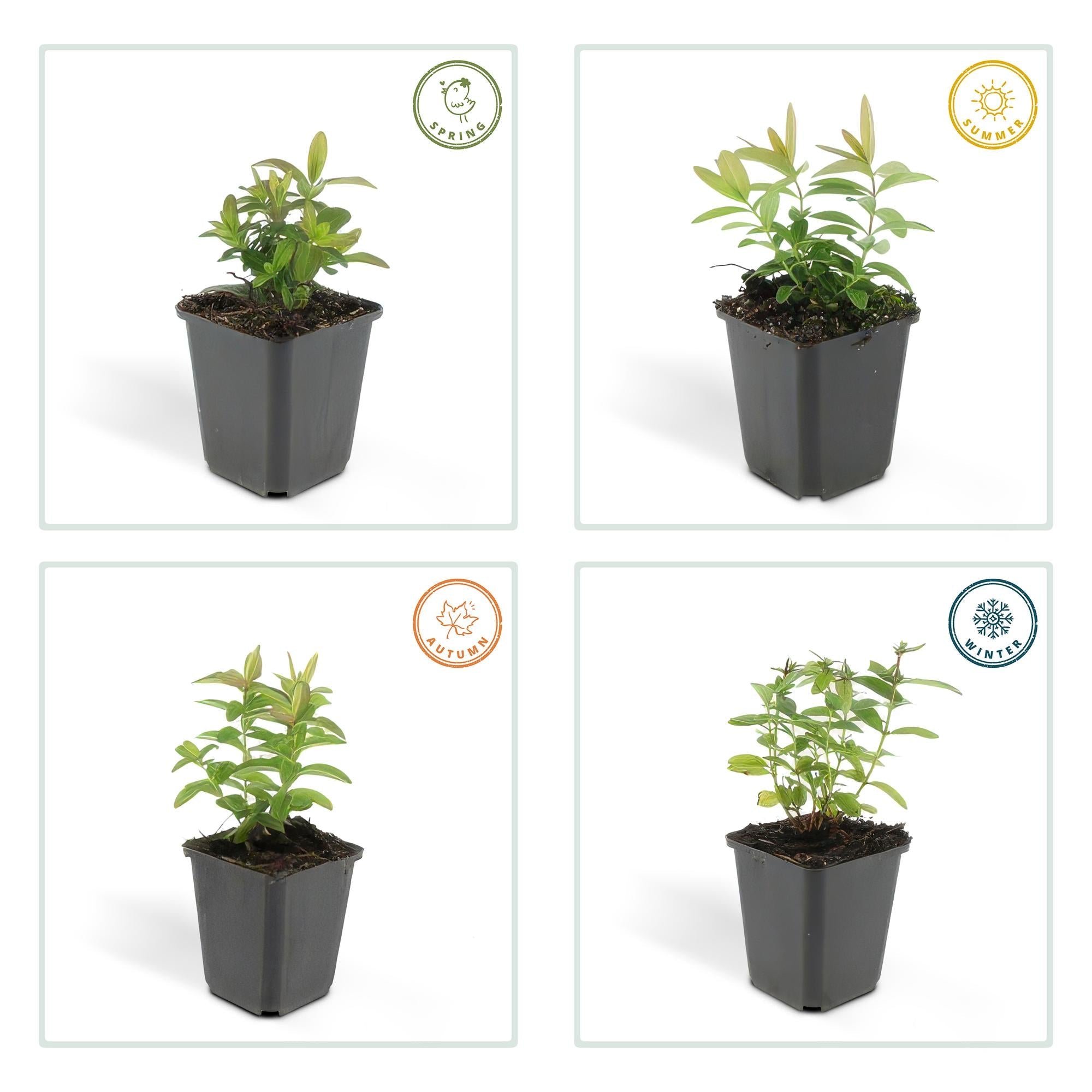 Teppich - Johanniskraut (Hypericum calycinum) – flach wachsend, 9 cm Topf, 10–25 cm - Green Guardia - Ihr Experte für Schädlinge und Pflanzen