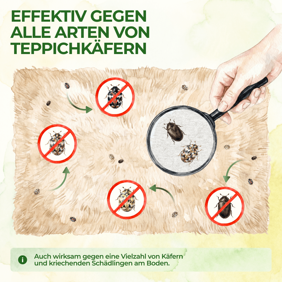 Teppichkäfer Falle - Green Guardia - Ihr Experte für Schädlinge und Pflanzen
