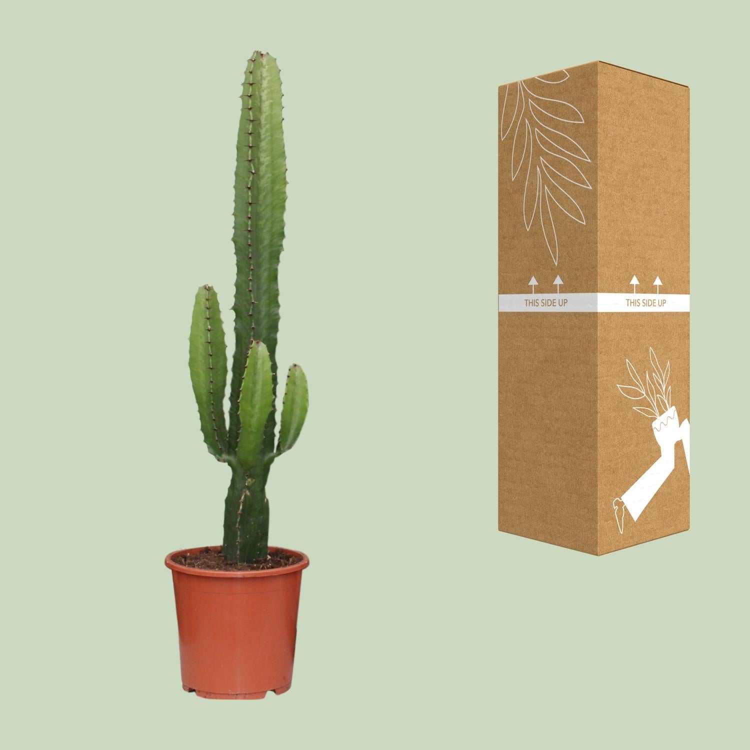 Euphorbia acrurensis – Woestijnkaars - 50-60 cm