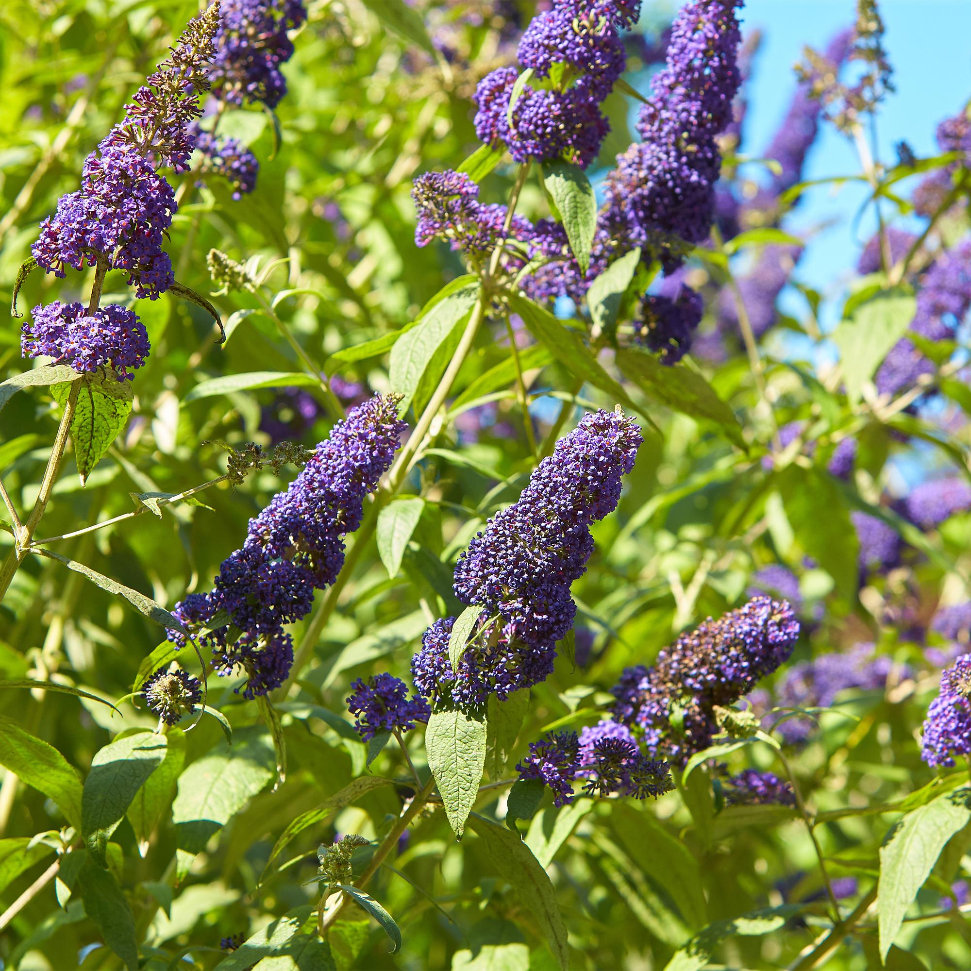 Butterfly bush 'Empire Blue' – blue flowers, 1 plant, 17 cm pot, 25 cm tall