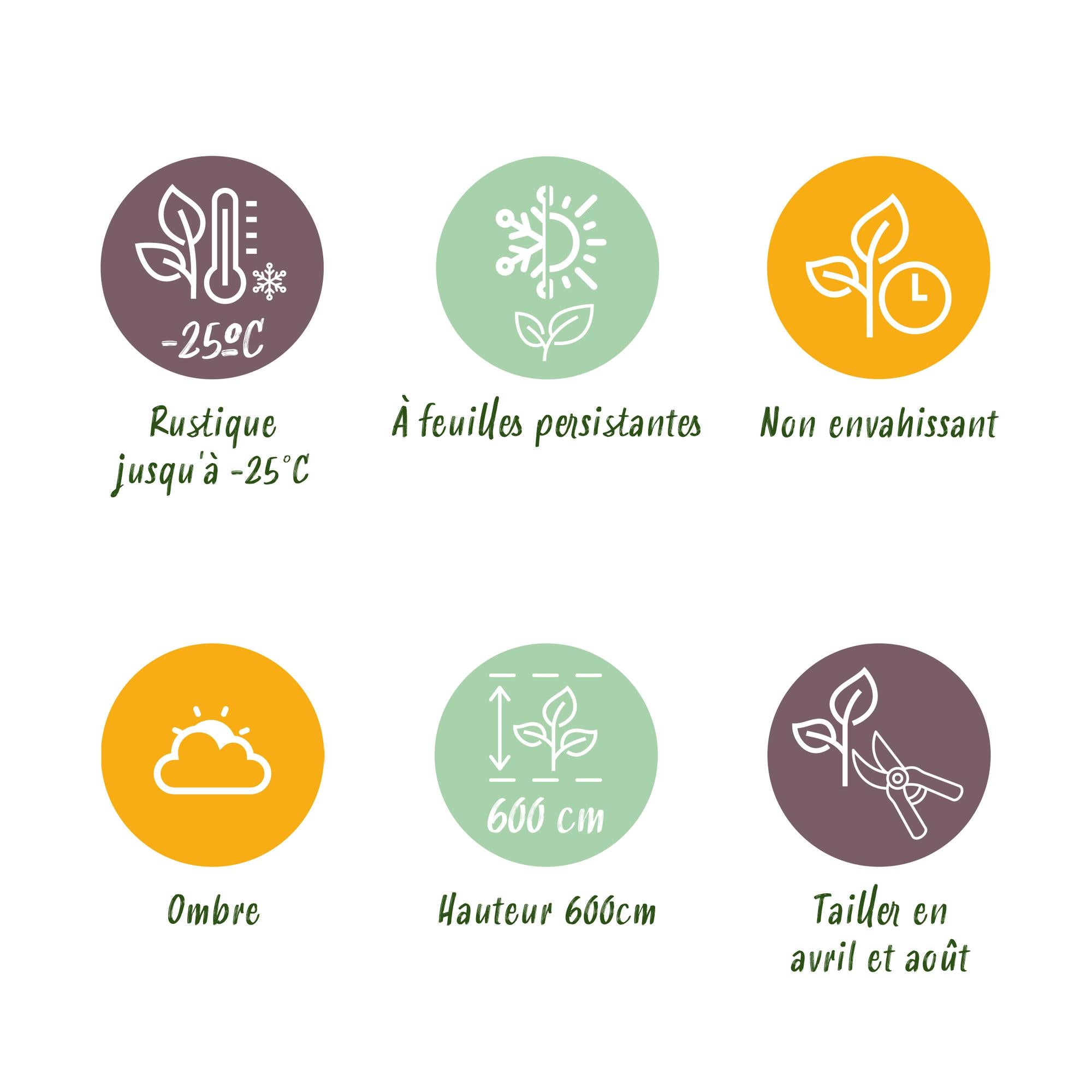 Leyland-Zypresse (Cupressocyparis leylandii) – 8 Pflanzen = 1 m Hecke, 35–40 cm, immergrün