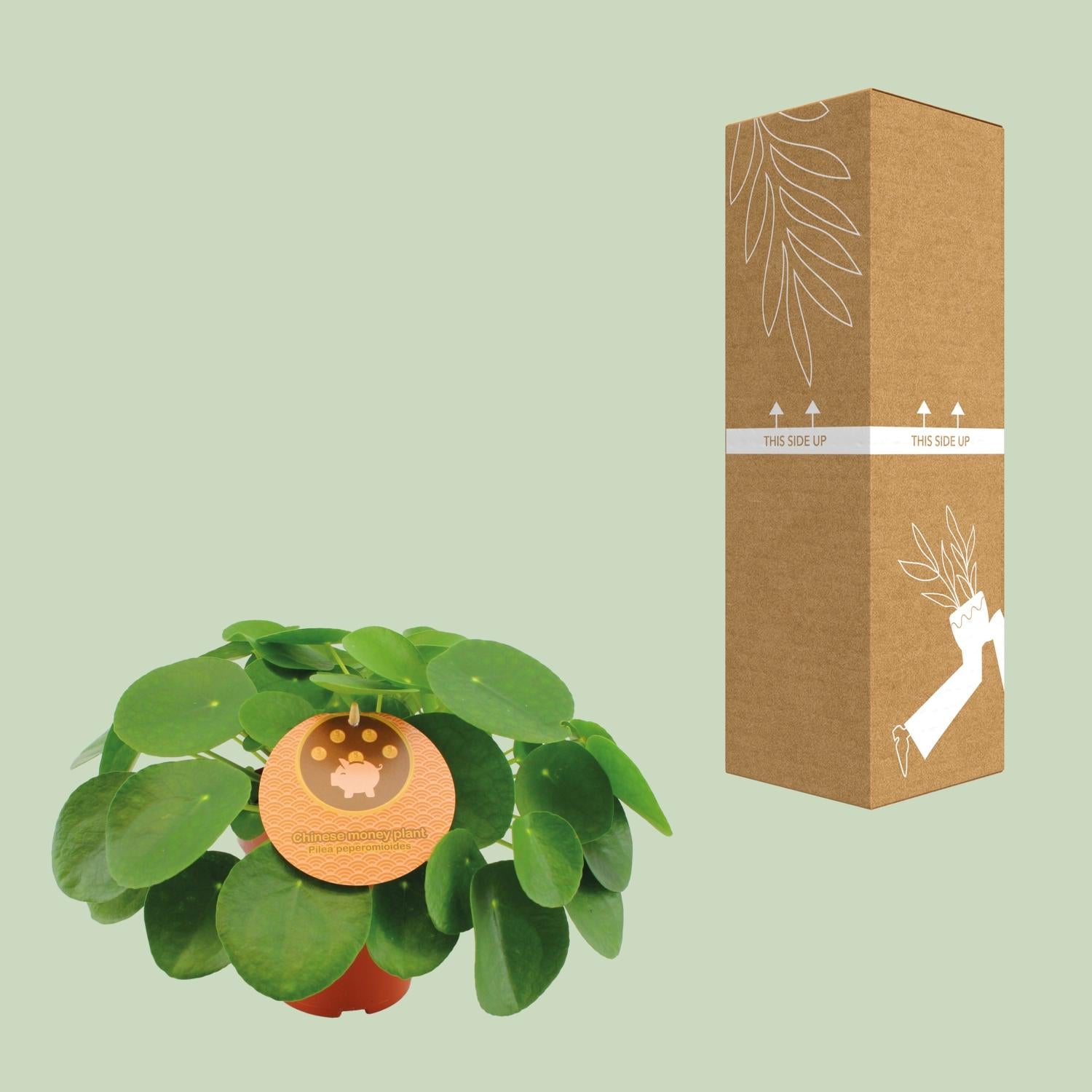 Pilea Peperomioides – Chinesischer Geldbaum - 15-30 cm