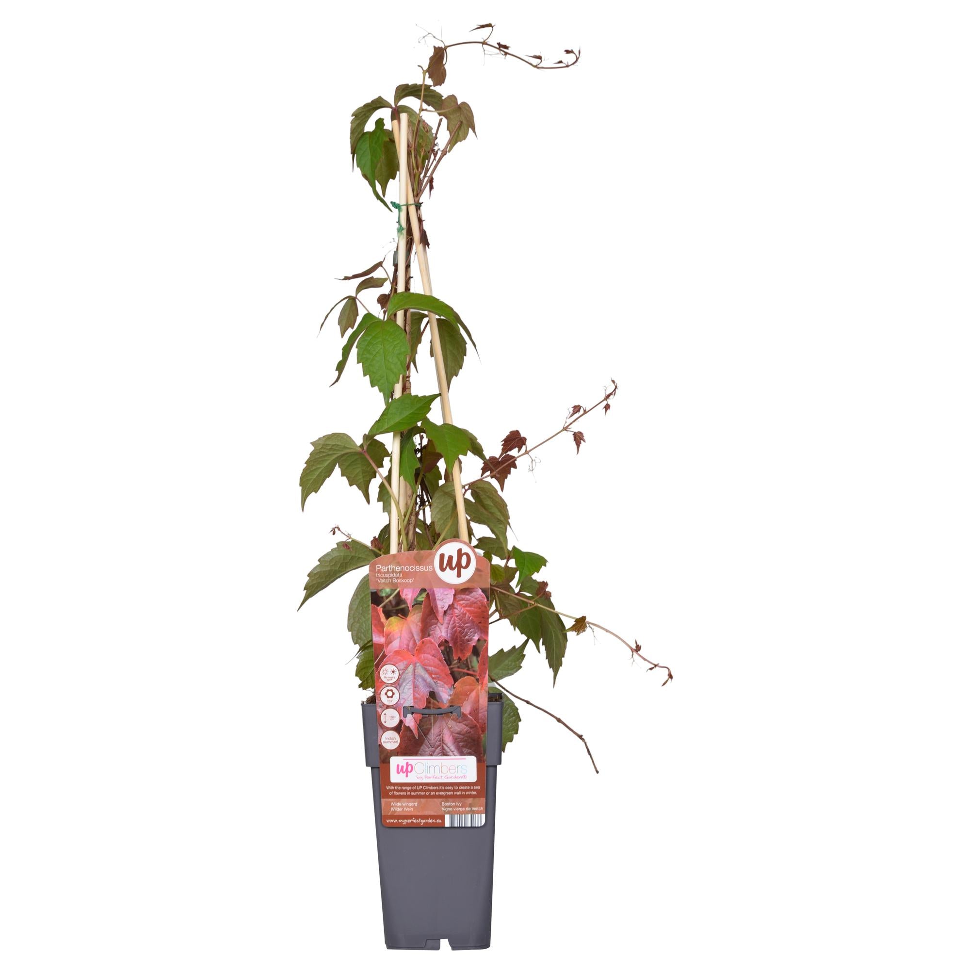 Virginia creeper 'Veitch Boskoop' – robust climbing plant, 15 cm pot, 65 cm tall