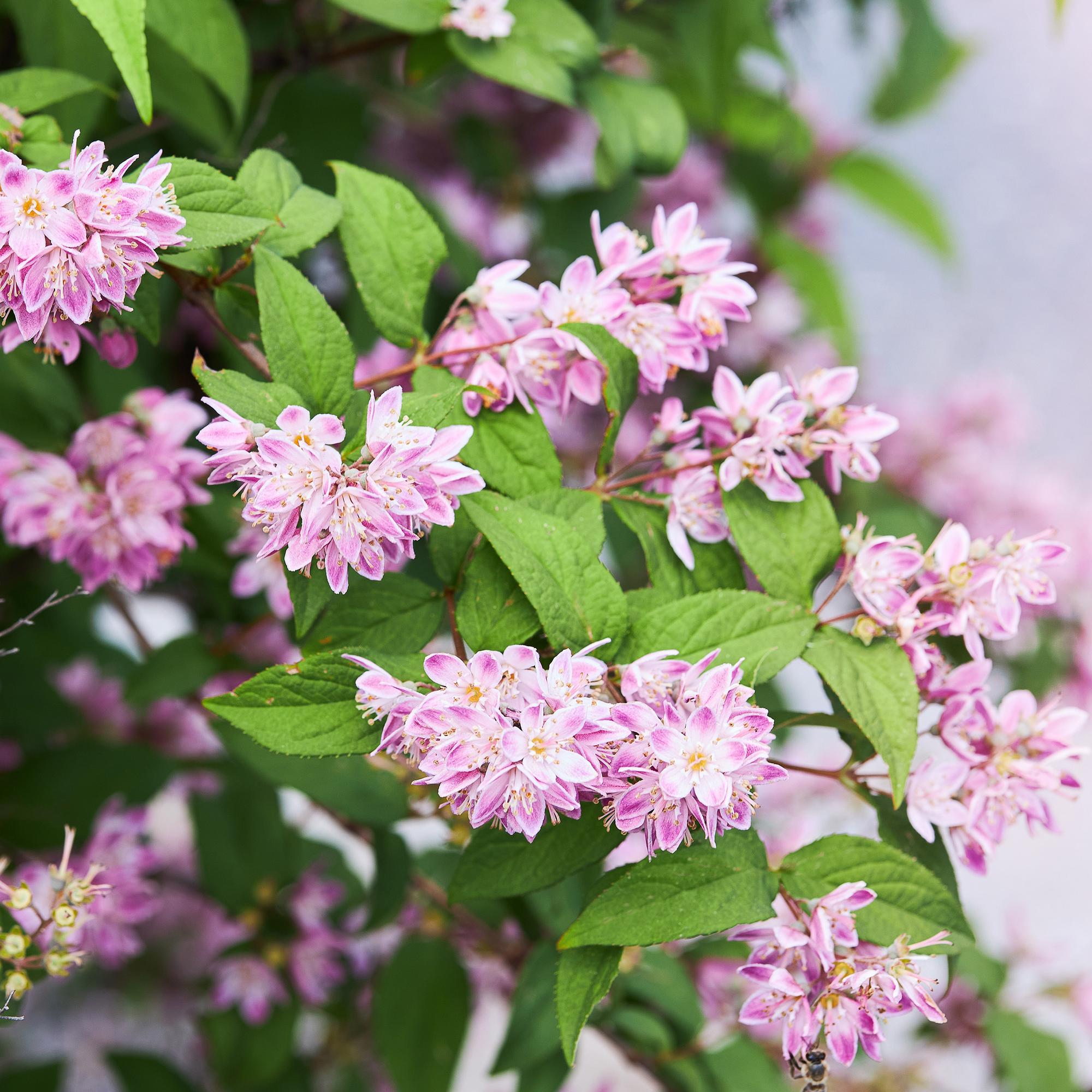 Deutzia ‘Strawberry Fields’ – Zierstrauch mit rosa Blüten, 17 cm Topf, 45 cm Höhe