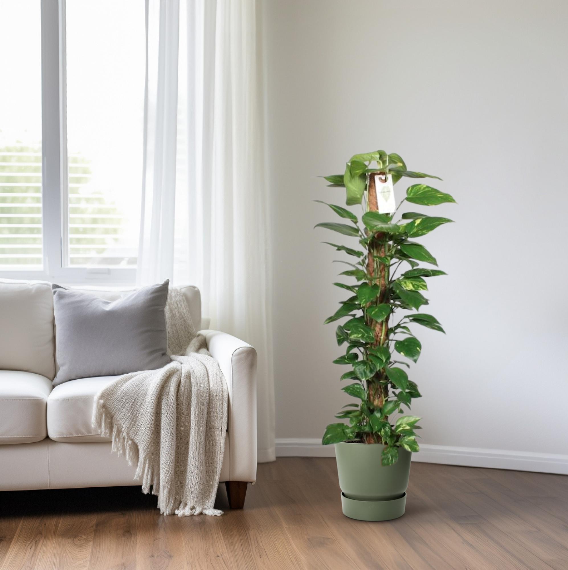 Epipremnum Pinnatum – Efeutute am Moosstab - 60-120 cm