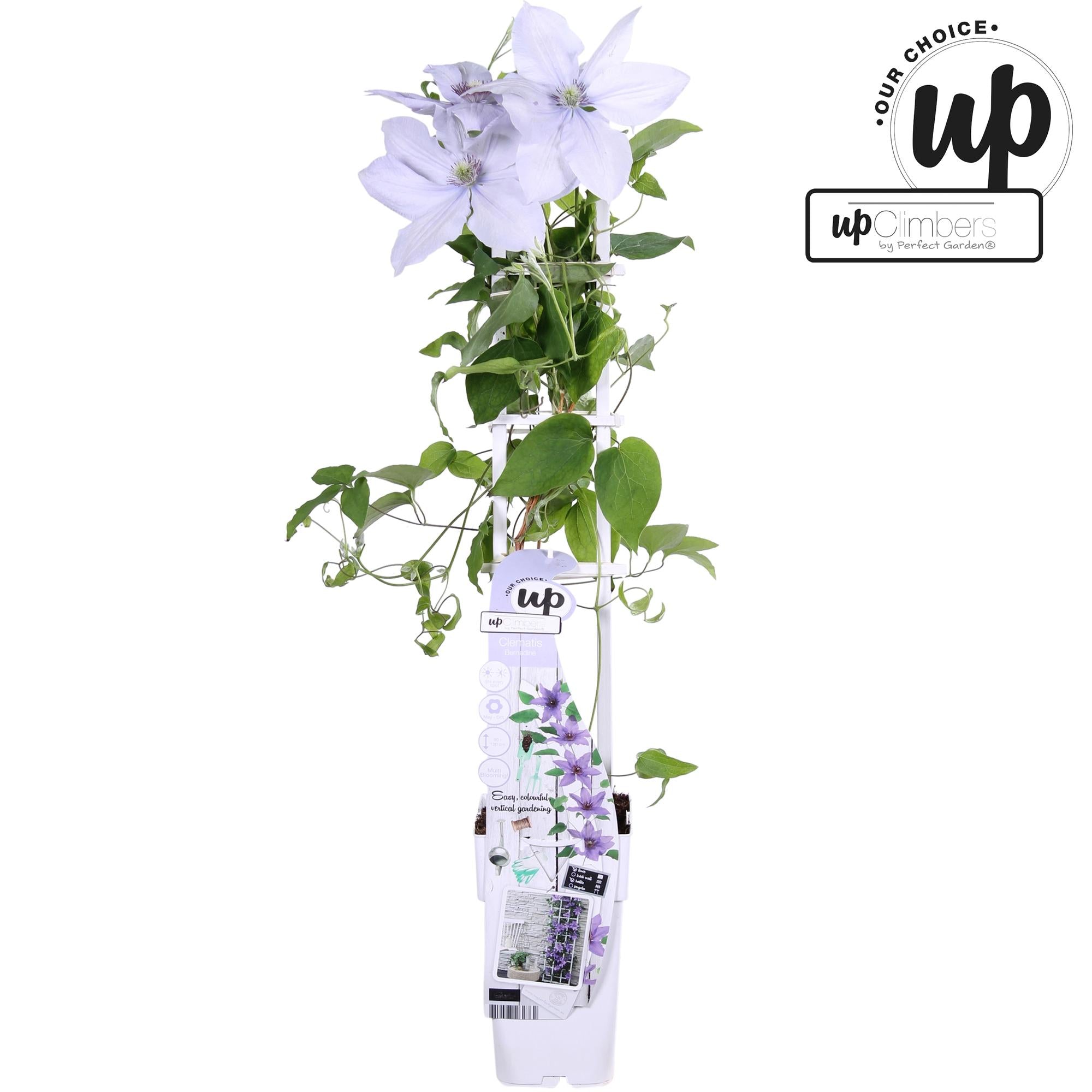 Clematis Evison ‘Bernadine’ – zartviolette Blüten, kompakter Wuchs