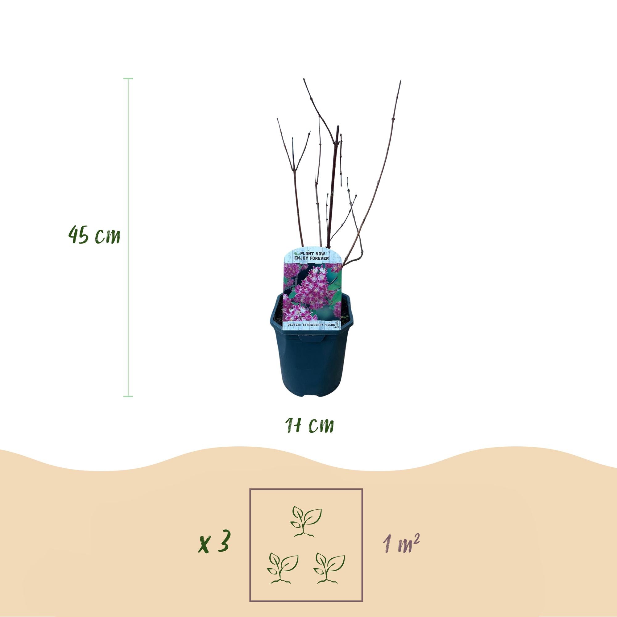 Deutzia ‘Strawberry Fields’ – Zierstrauch mit rosa Blüten, 17 cm Topf, 45 cm Höhe