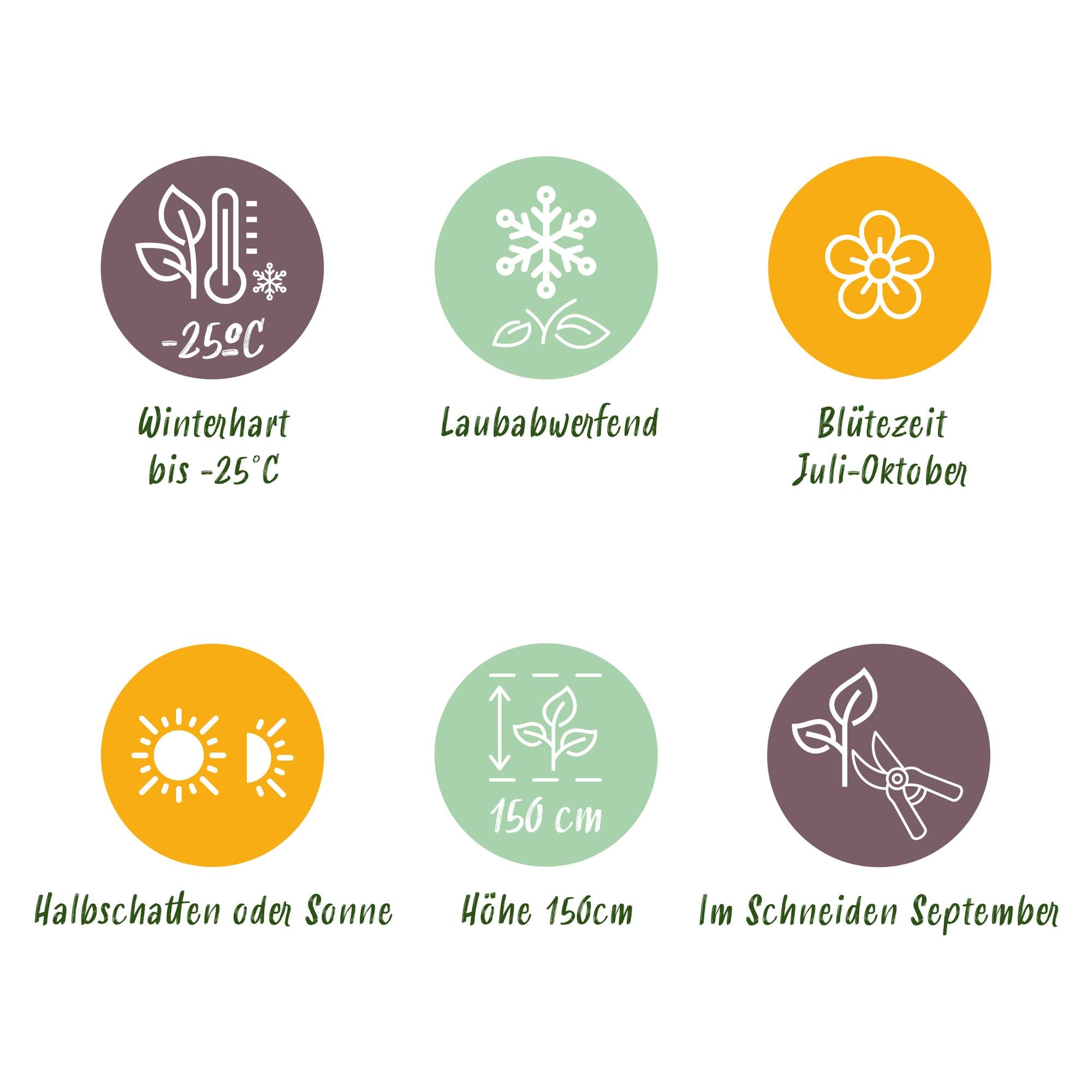 Rispenhortensie ‘Limelight’ – cremeweiße Blüten, im 17 cm Topf, 50 cm hoch