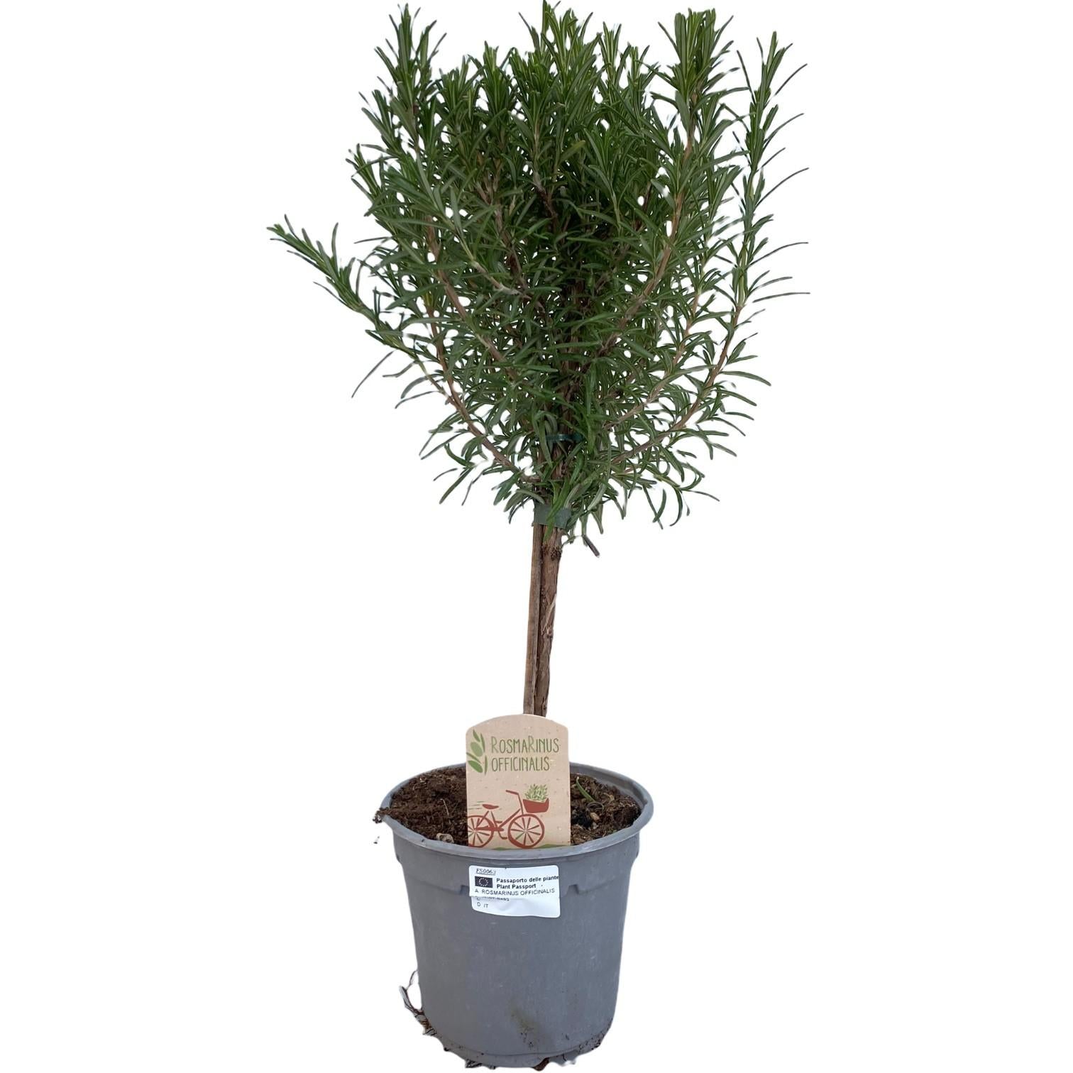 Rosemary “Op Stam” – Standard rosemary, 14 cm pot, approx. 45 cm
