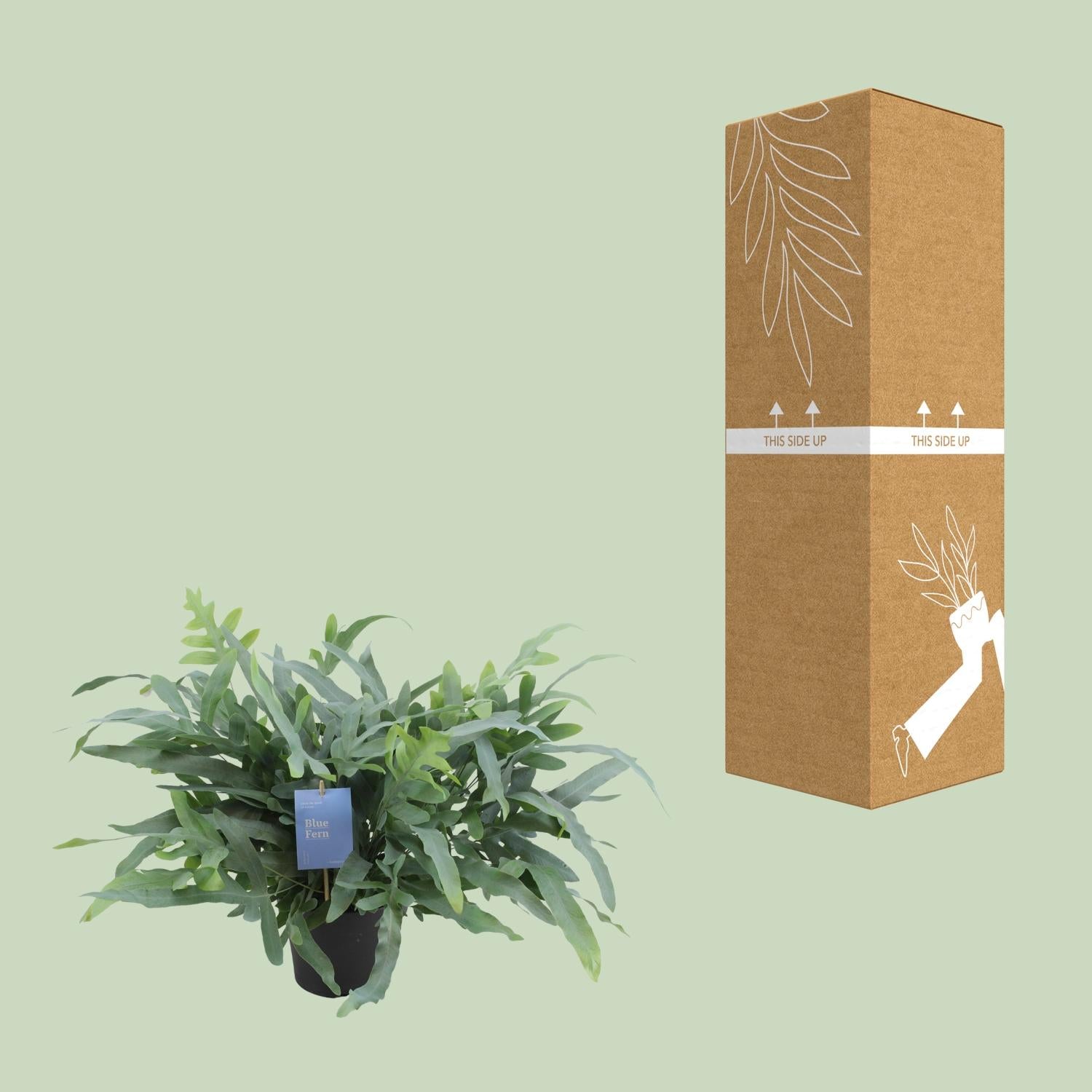 Phlebodium Aureum 'Blue Star' – Blauwe varen - pot 17 cm, hoogte 50 cm