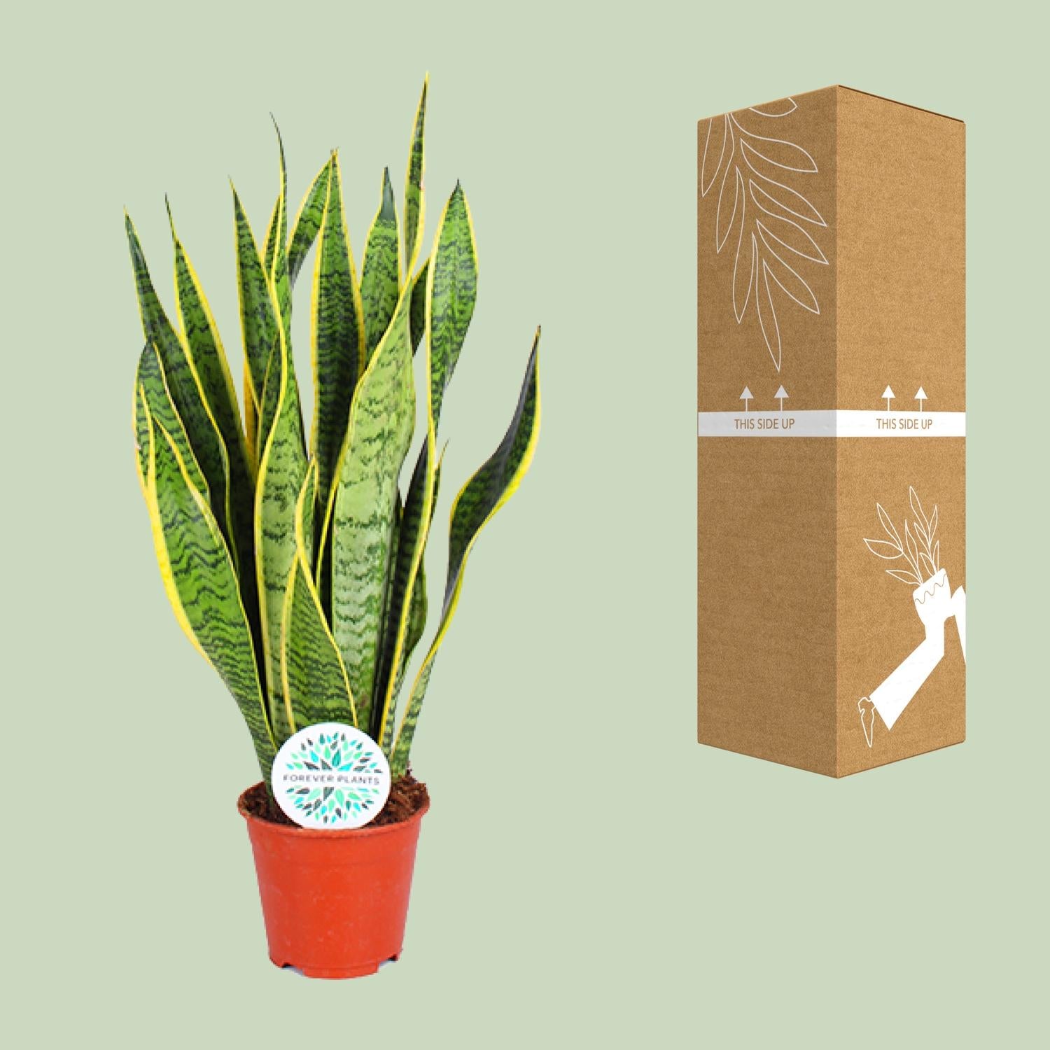 Sansevieria Trifasciata Laurentii – Bowstring Hennep - 40-84 cm
