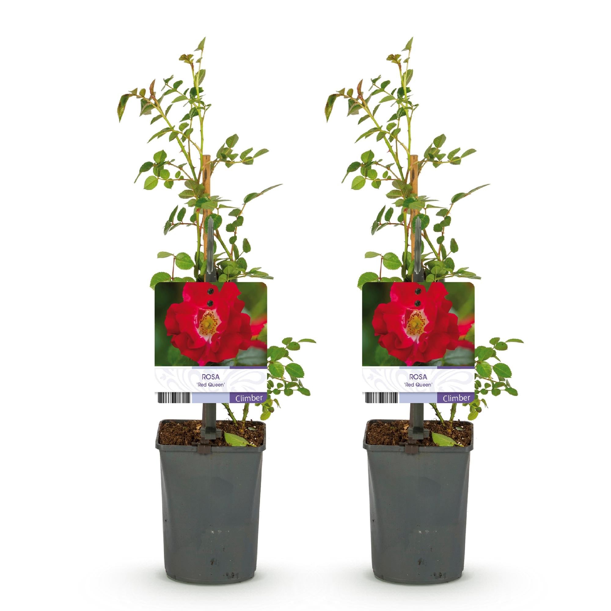Rosa 'Red Queen' – easy-care climbing rose with red flowers, 2 plants, 11 cm pot, 40 cm height
