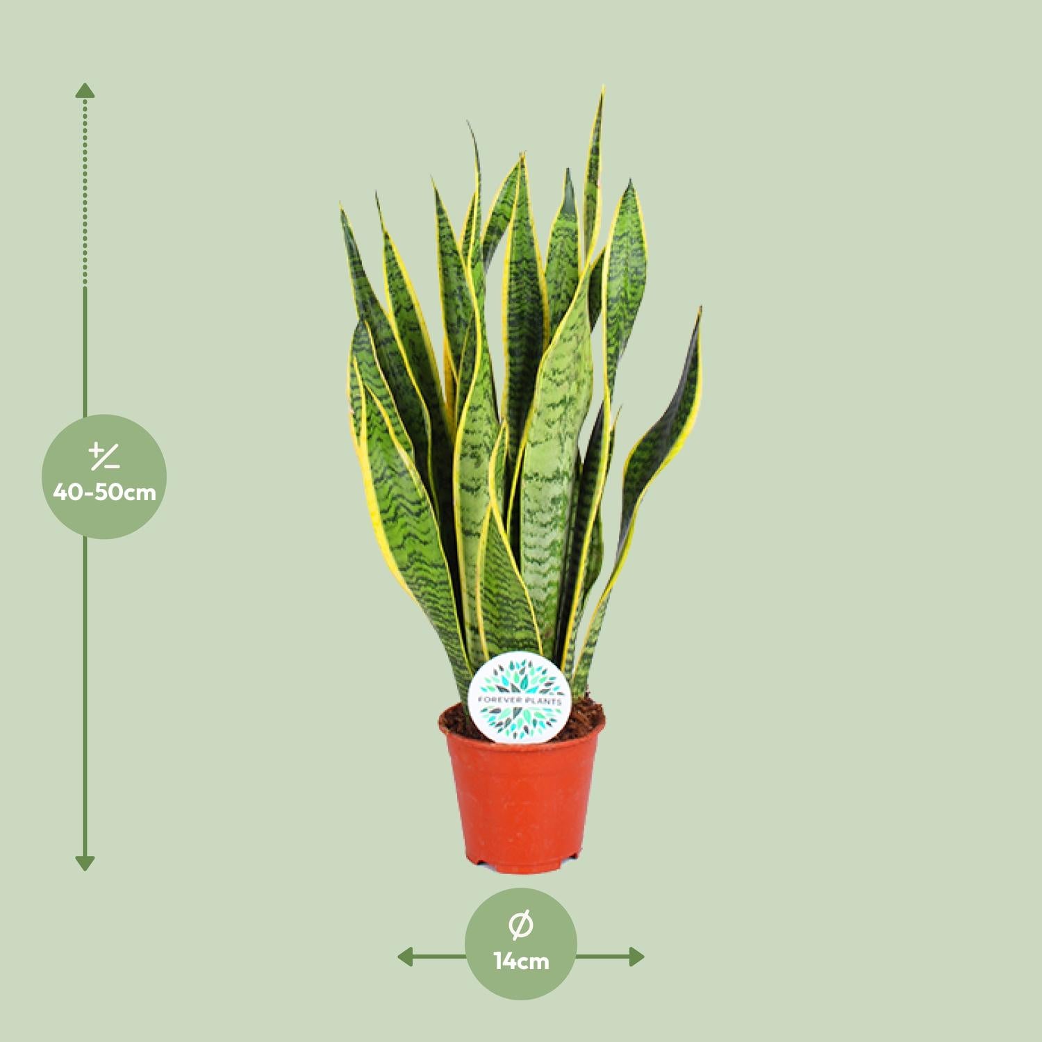 Sansevieria Trifasciata Laurentii – Bowstring Hennep - 40-84 cm