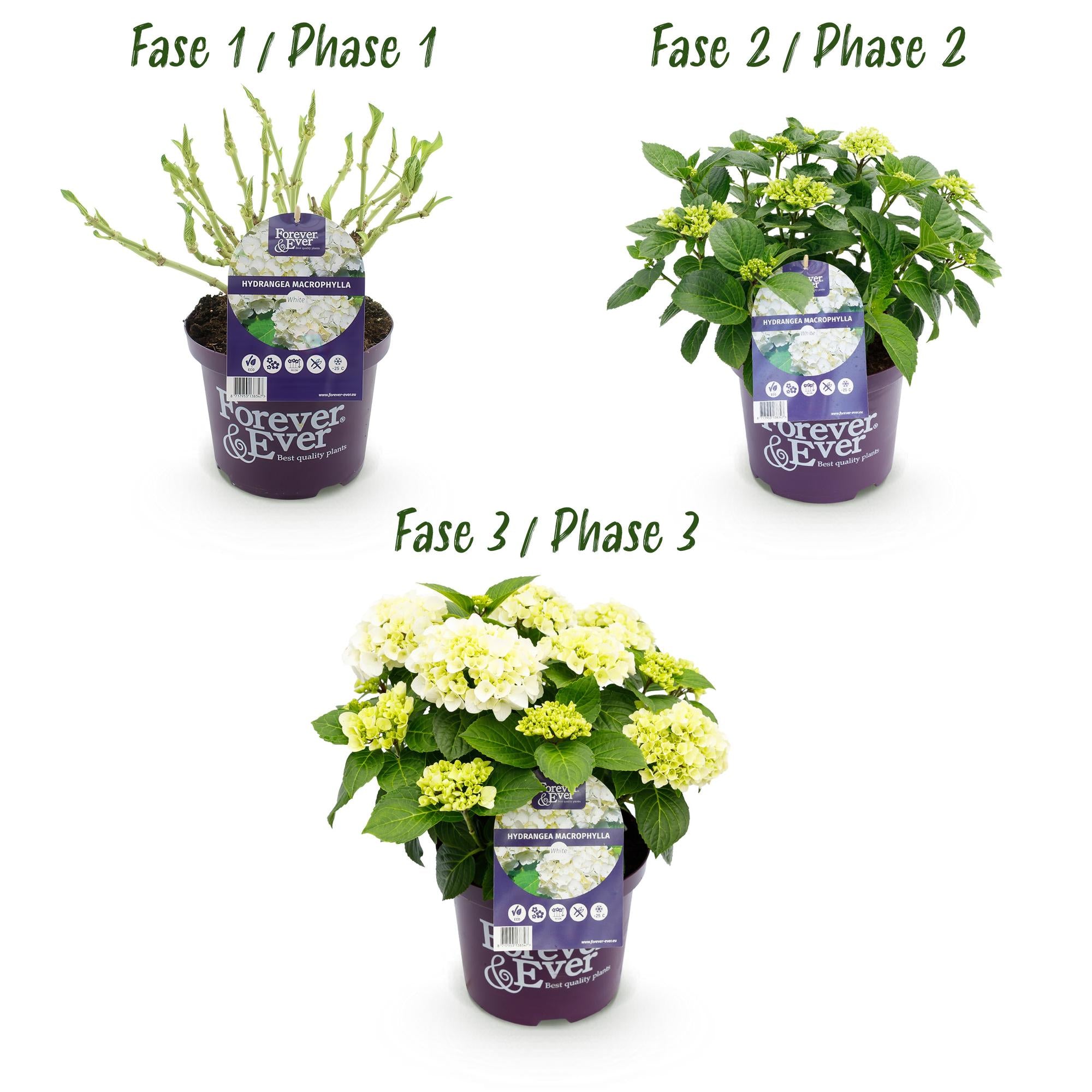 White Hydrangea 'Forever & Ever' – compact balcony plant, 23 cm pot, 55 cm tall