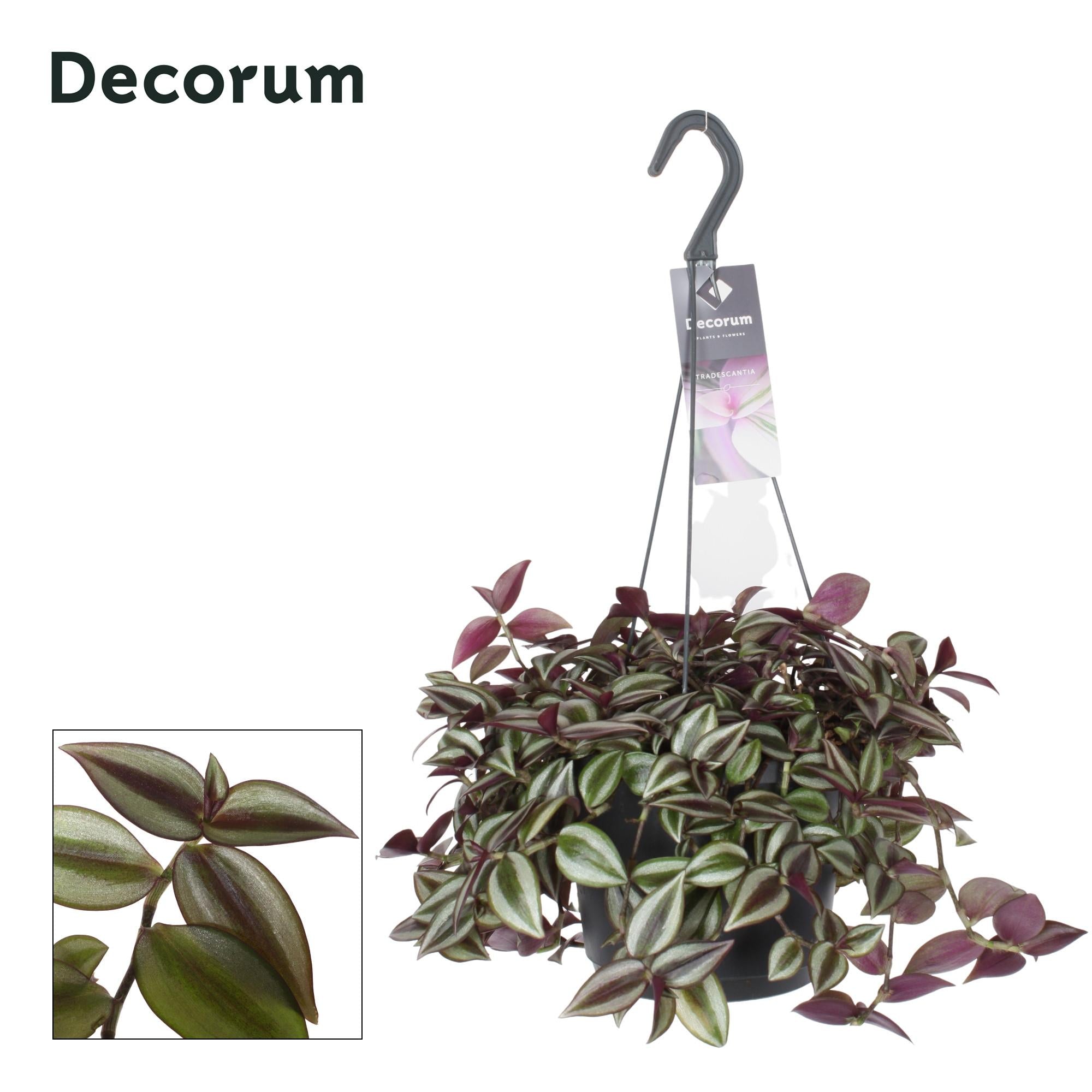 Tradescantia Zebrina 'Purpusii' – Wandersmann - 17 cm pot, 30 cm high