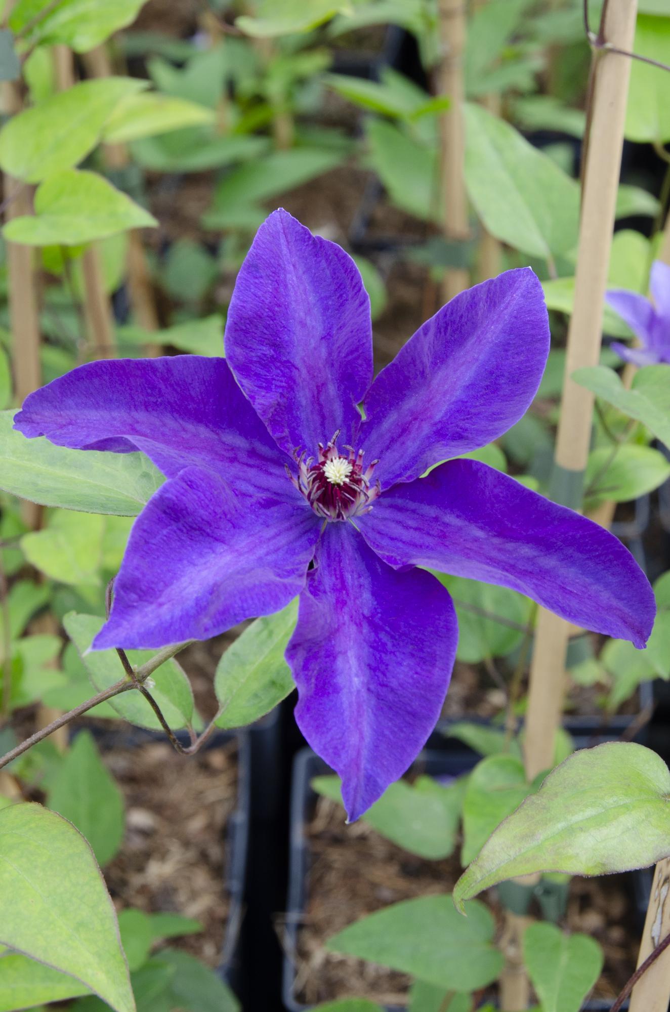 Clematis 'The President' – robust, purple flowering clematis, 15 cm pot, 65 cm tall