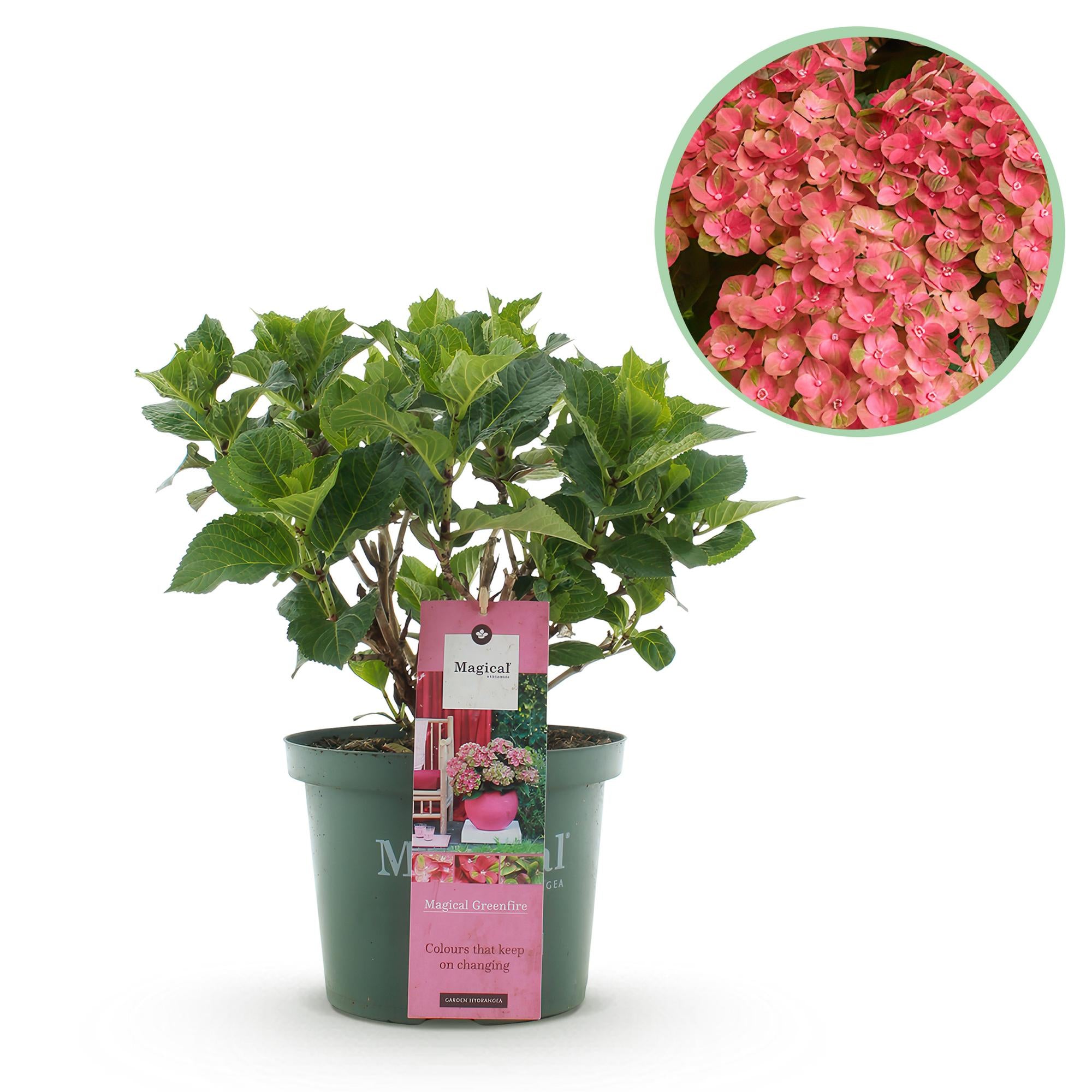 Balcony plant Hydrangea 'Magical Green Fire' – 6–10 flowers, pink-green, 23 cm pot, 55 cm high