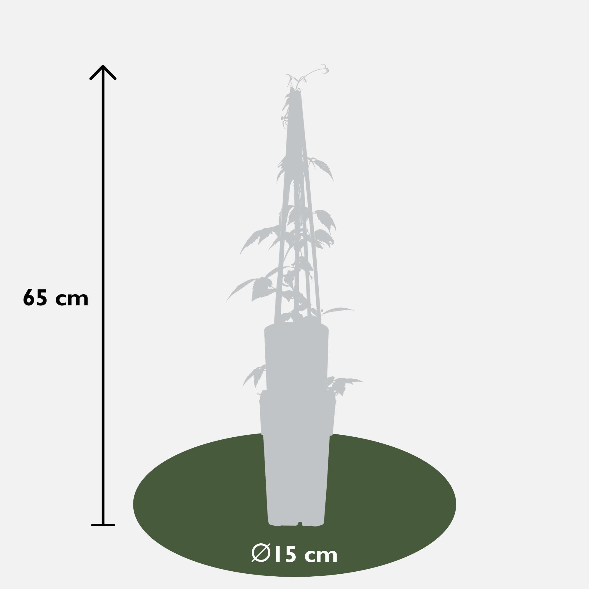 Clematis ‘Grandiflora’ – kräftige Kletterpflanze mit weißen Blüten, 15 cm Topf, 65 cm hoch
