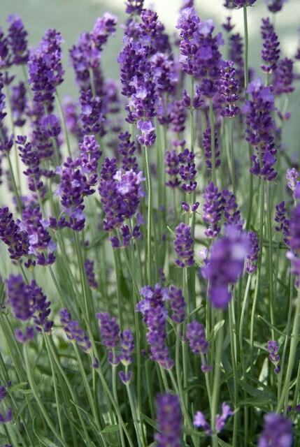 Lavendel ‚Dwarf Blue‘ (Lavandula angustifolia) – 10–25 cm, Ø9 cm