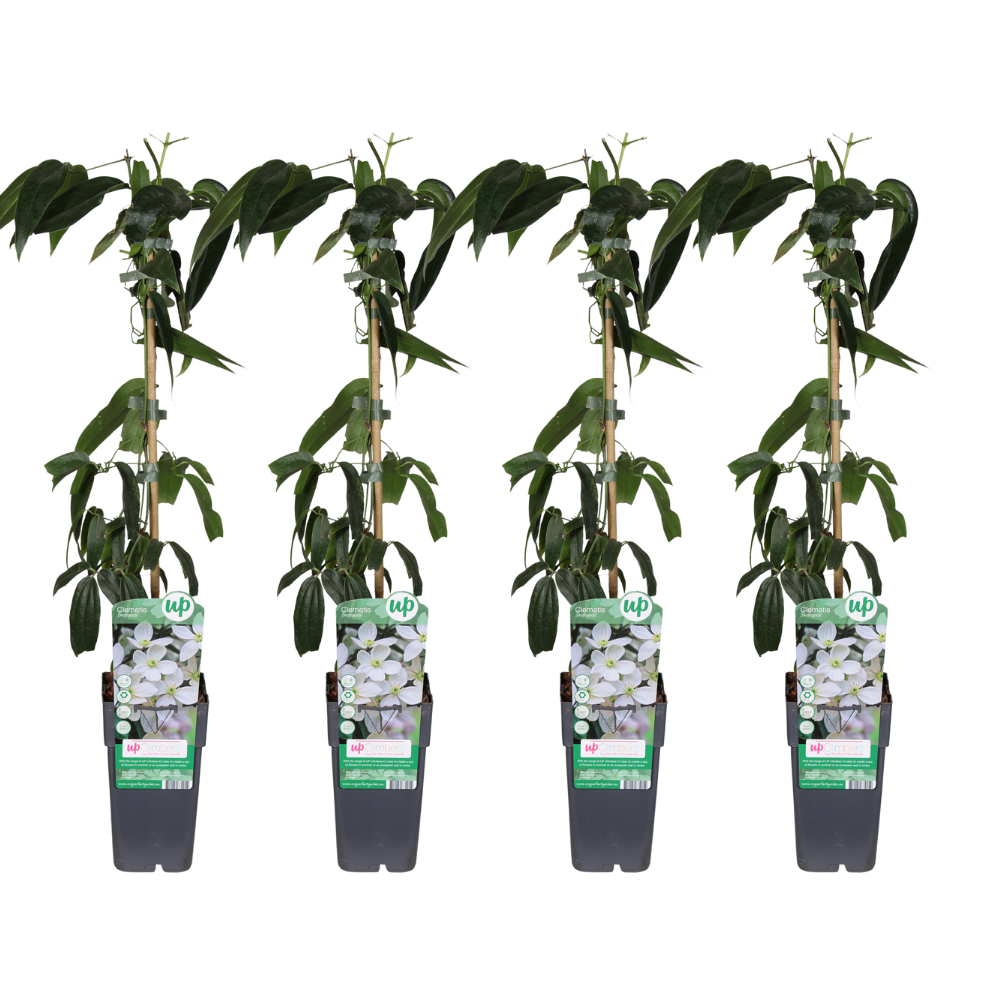 Clematis armandii – immergrüne weiße Kletterpflanze, 15 cm Topf, 65 cm Höhe