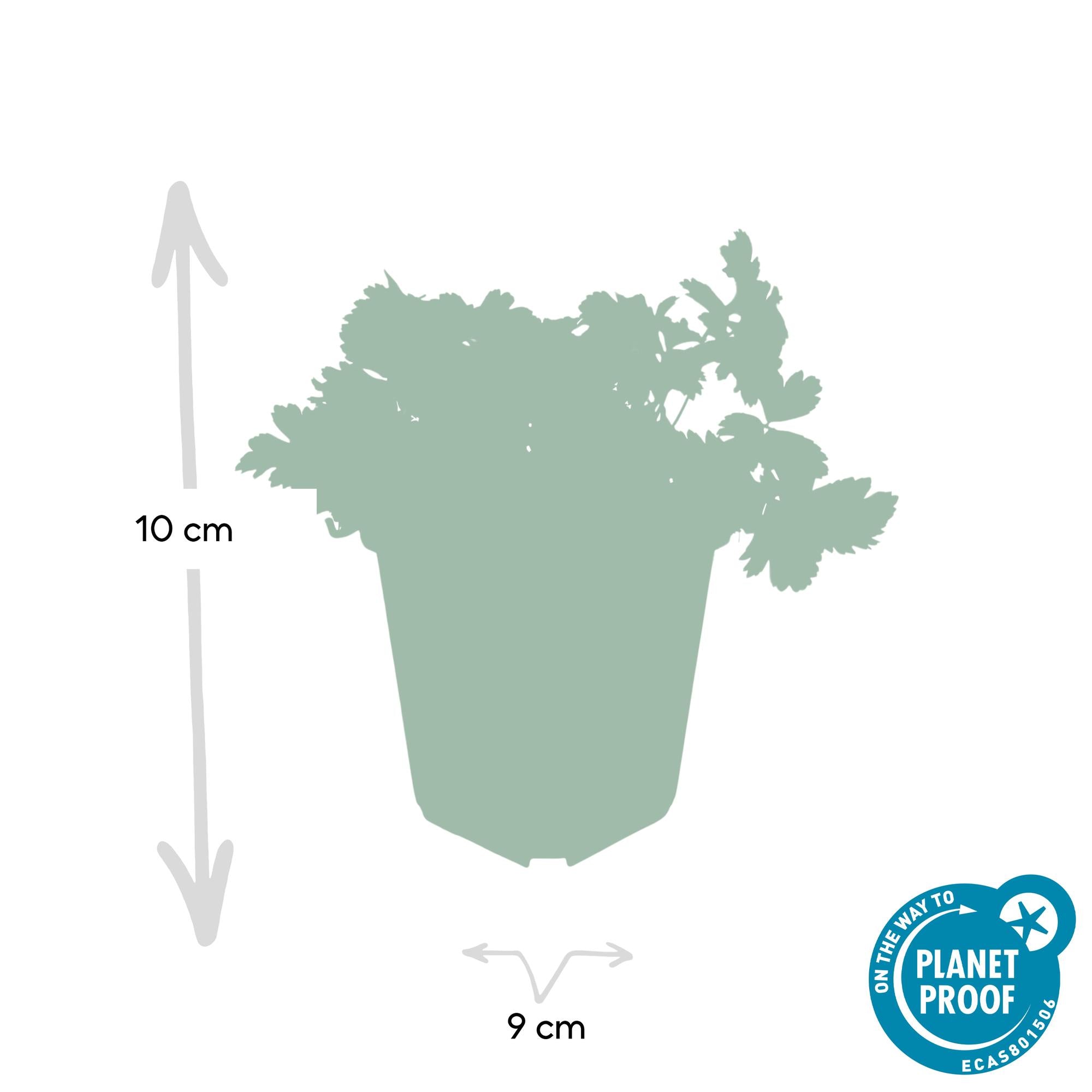 Waldsteinia ternata – immergrüner Bodendecker, 9 cm Topf, 10–25 cm