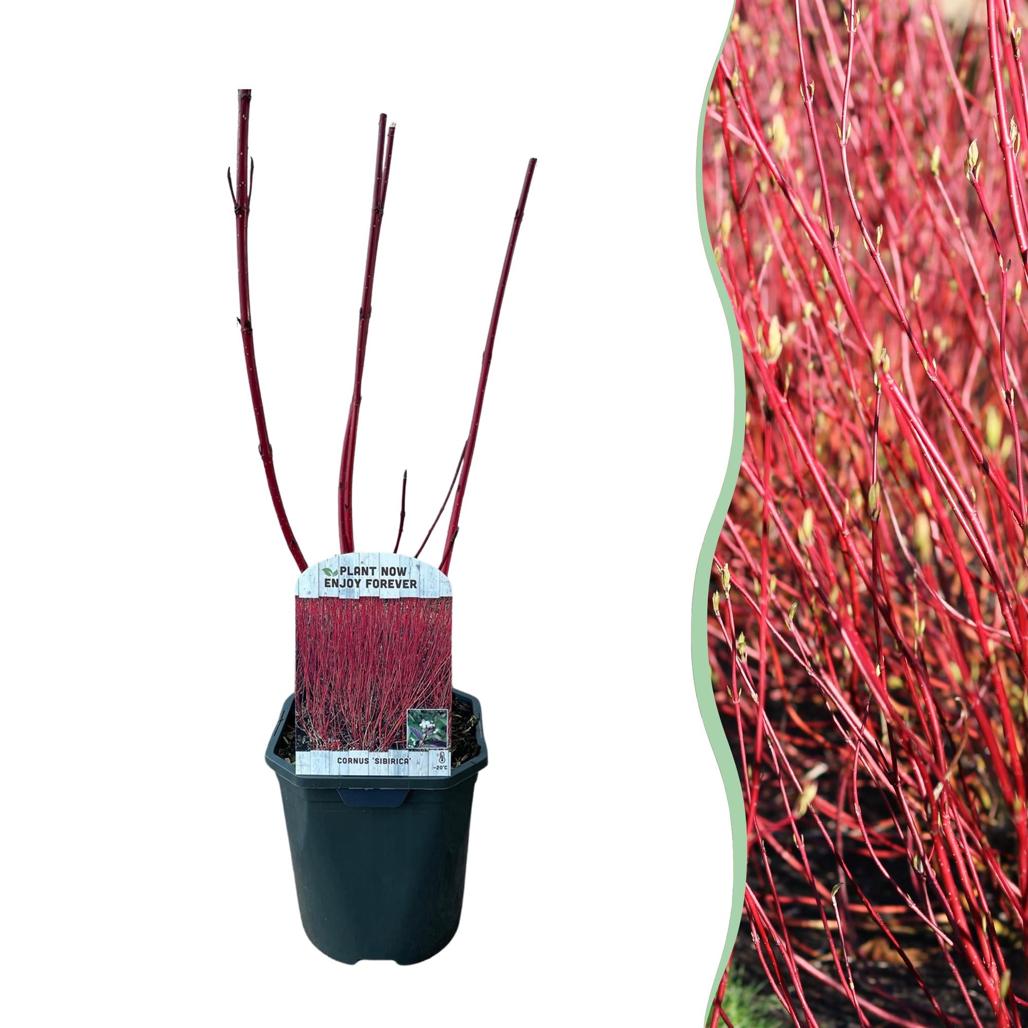 Cornus sibirica – laubabwerfender Zierstrauch, rote Zweige, 17 cm Topf, 45 cm
