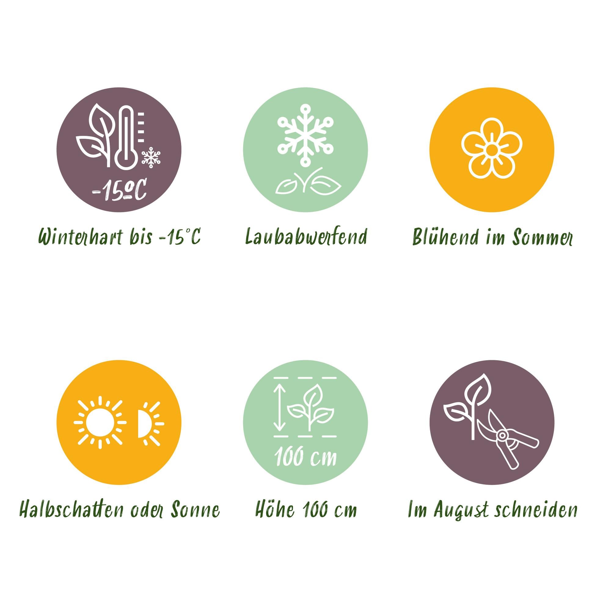 White Hydrangea 'Forever & Ever' – compact balcony plant, 23 cm pot, 55 cm tall