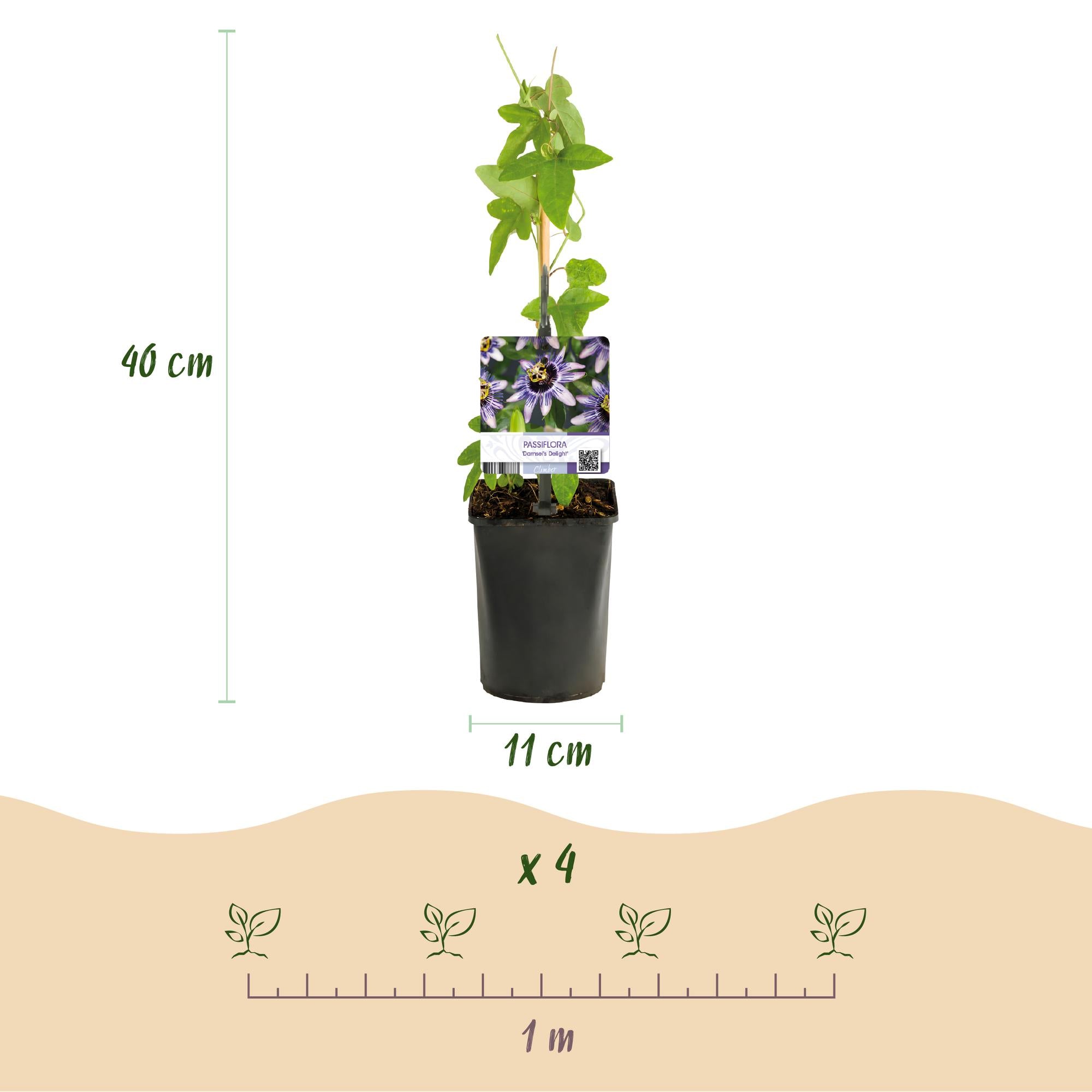 GreenboutiQ - Passionsblume - Passiflora Rainbow - Blume Rosa Weiß Lila Grün - Wenig Pflege - 4 Pflanzen - Topf 11cm Höhe 40cm