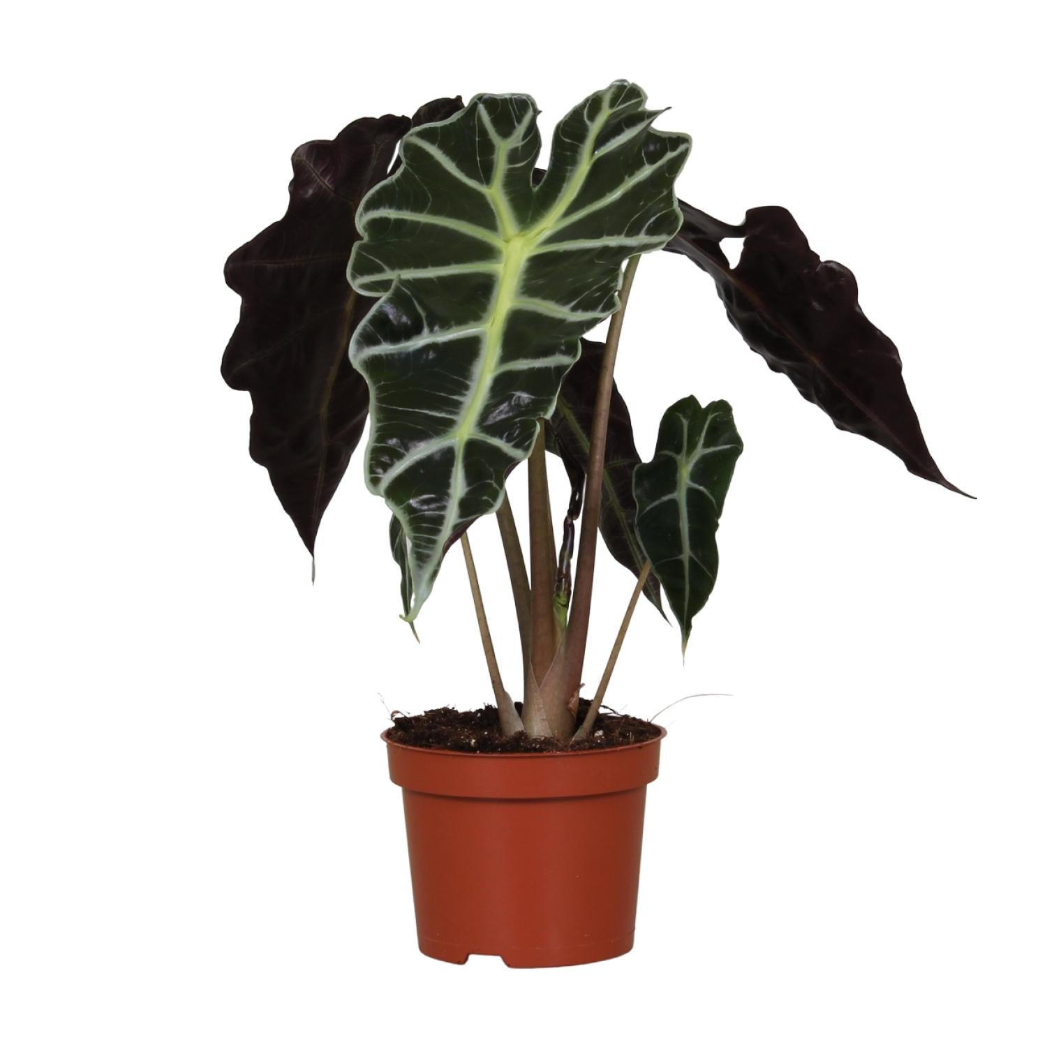 Alocasia Amazonica ‘Polly’ – Elefantenohr - 12 cm Topf, 30 cm hoch