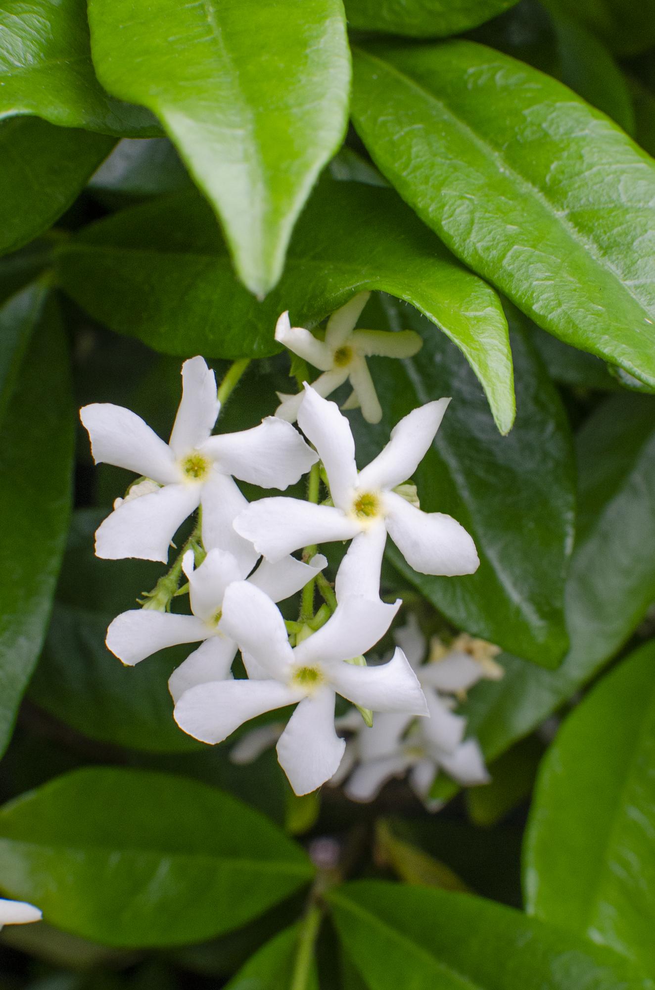 Trachelospermum ‘Star of Venice’ – immergrüner Jasmin, weiße Blüten, 15 cm Topf, 65 cm hoch