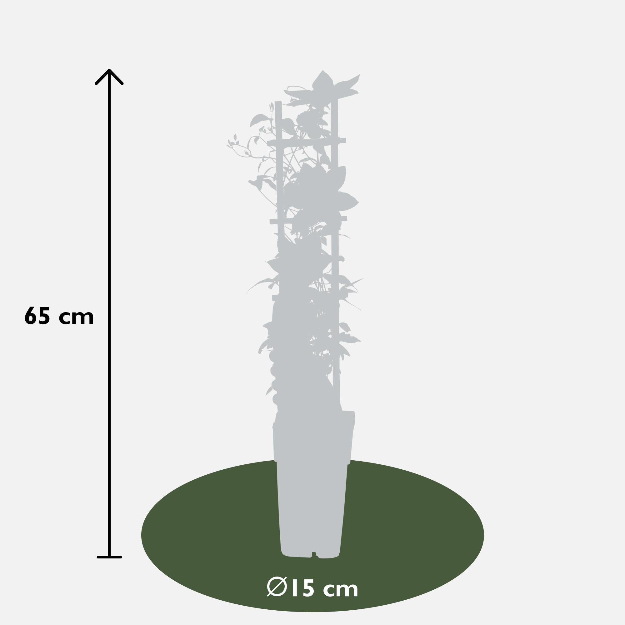 Clematis 'Corinne' – compacte, witbloeiende klimplant, Ø15 cm, ↕65 cm
