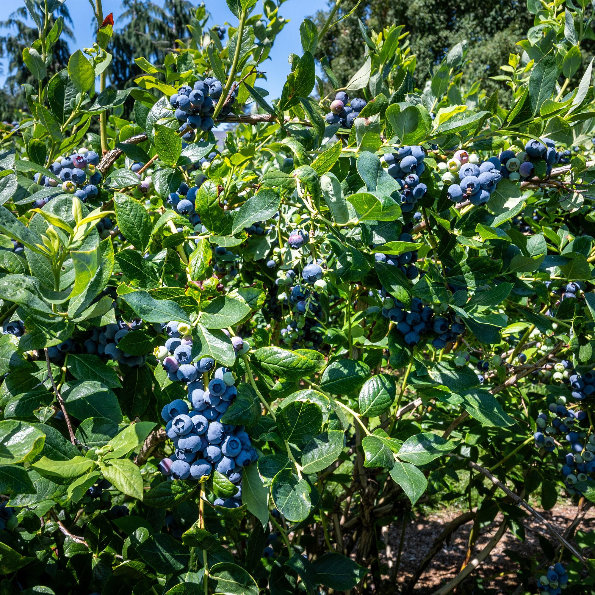Blauwe bessenstruik 'Goldtraube' – doornloos, 2 planten, elk 40 cm hoog, in een pot van 11 cm
