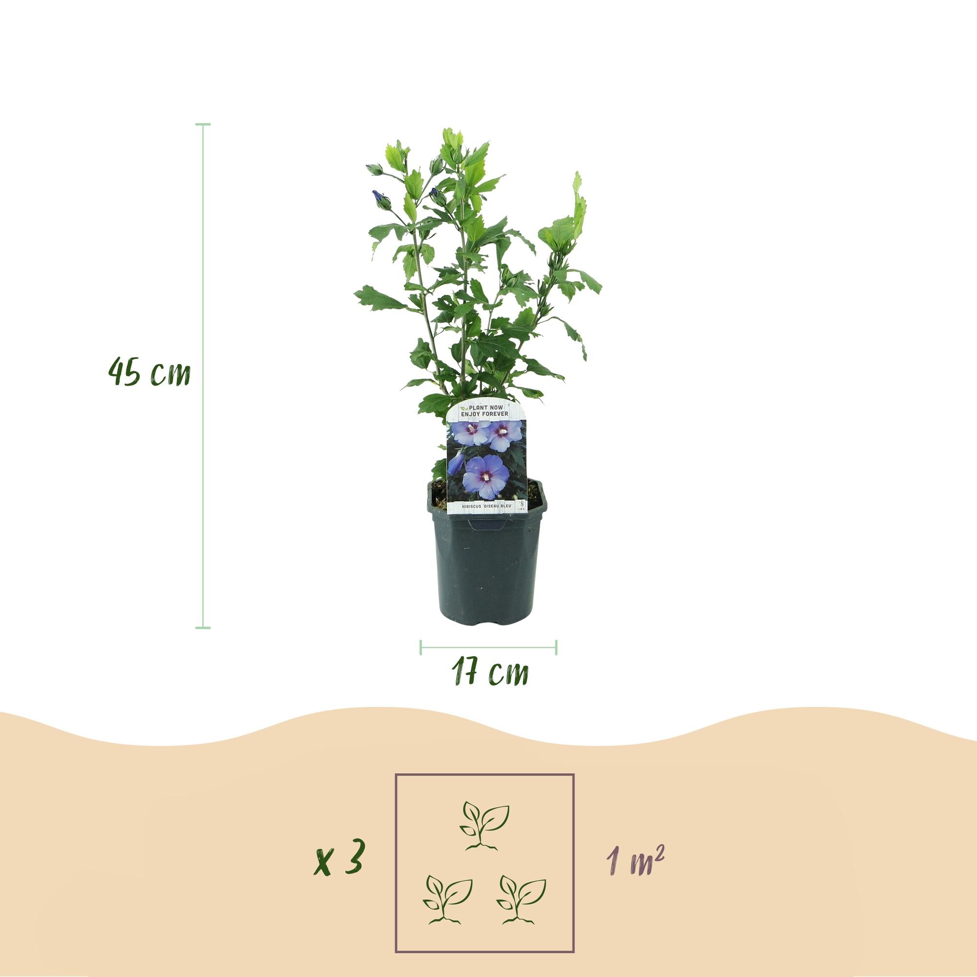 Gartenhibiskus ‘Oiseau Blue’ – blaue Blüten, 1 Pflanze, 17 cm Topf, 45 cm hoch