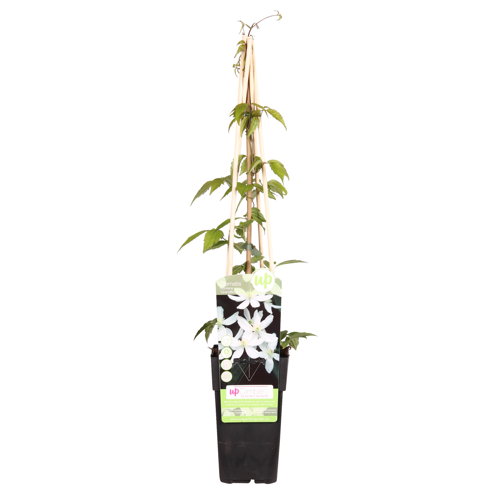 Clematis ‘Grandiflora’ – kräftige Kletterpflanze mit weißen Blüten, 15 cm Topf, 65 cm hoch