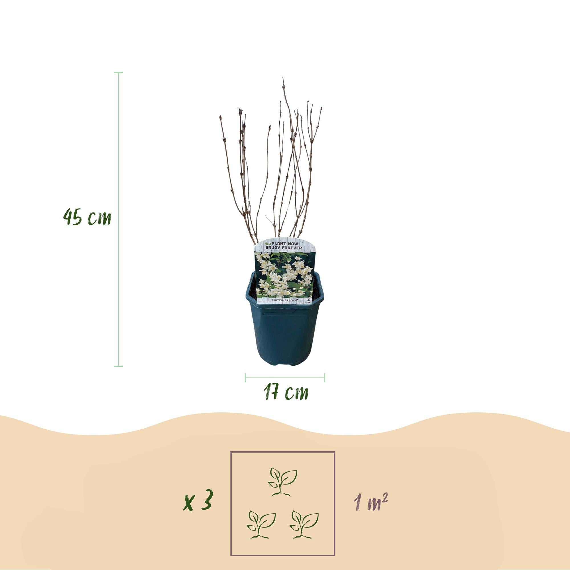 Maiblumenstrauch (Deutzia gracilis) – weißblühend, laubabwerfend, 17 cm Topf, 45 cm Höhe