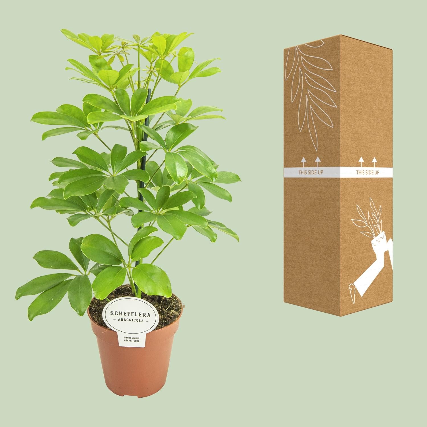 Schefflera Nora – Parapluboom - 35-45 cm