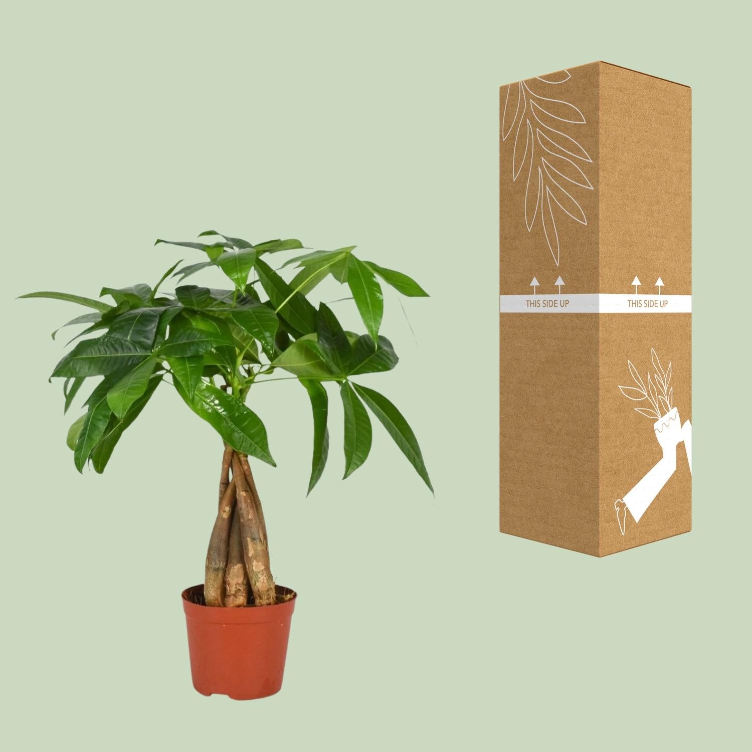 Pachira Aquatica – Geldboom - 35-120 cm