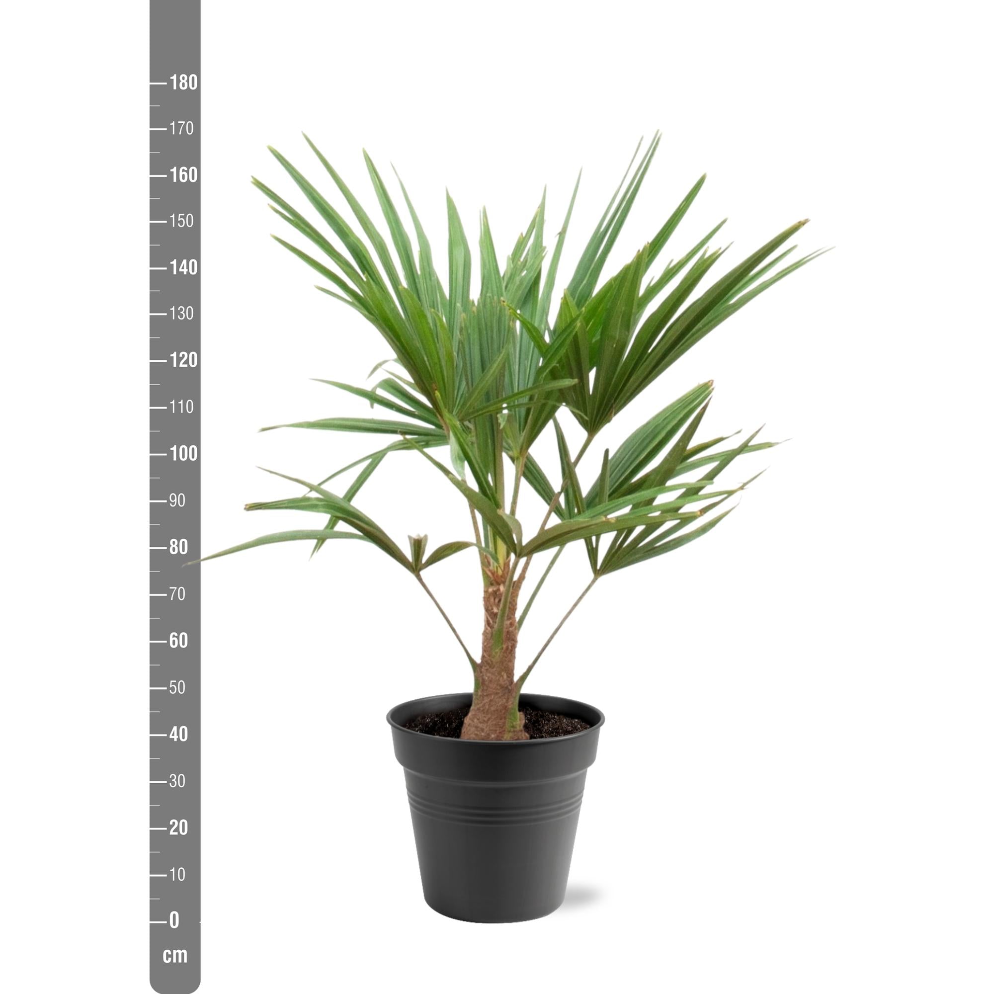 Trachycarpus fortunei – robuste Winterharte Palme, 21 cm Topf, 90–100 cm Höhe