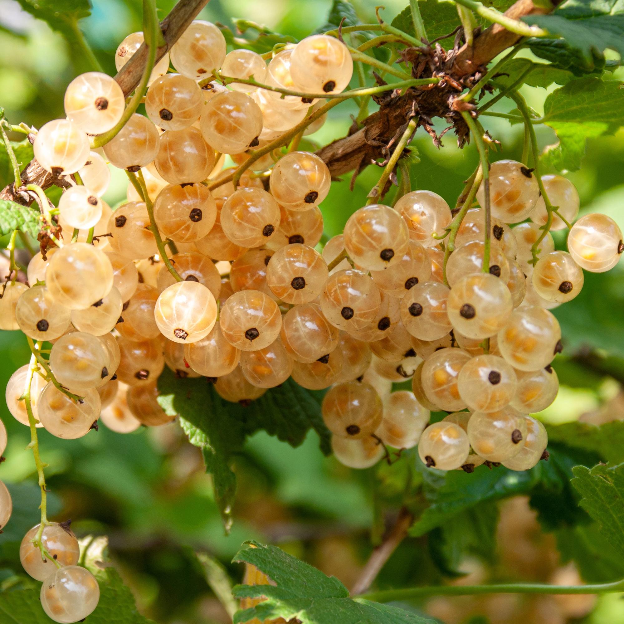 Johannisbeere „White Pearl“ – weiße Beeren, 2 Pflanzen, ca. 40 cm hoch