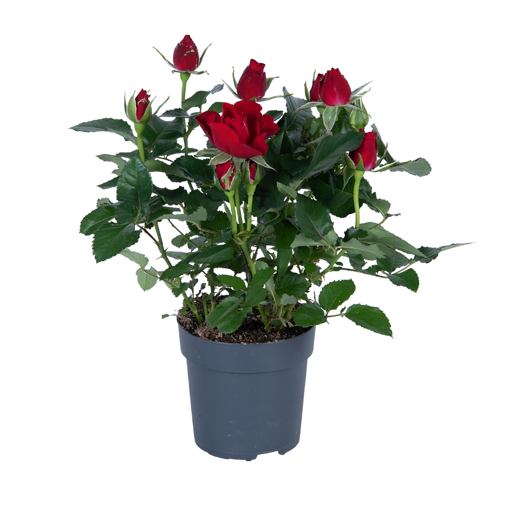 Rote Rose - 17cm Topf, 45cm hoch