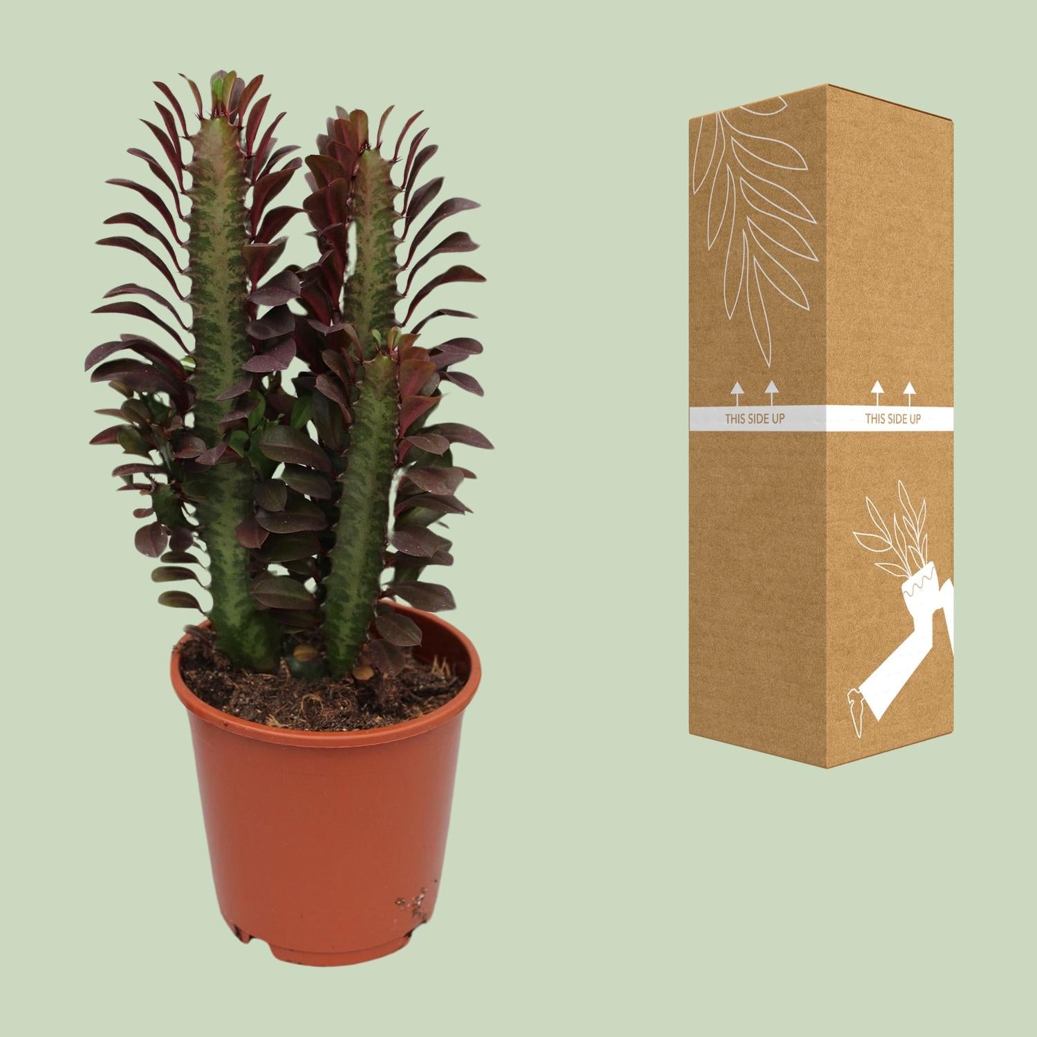 Euphorbia Trigona Rubra – Rode Afrikaanse melkboom - 40-70 cm