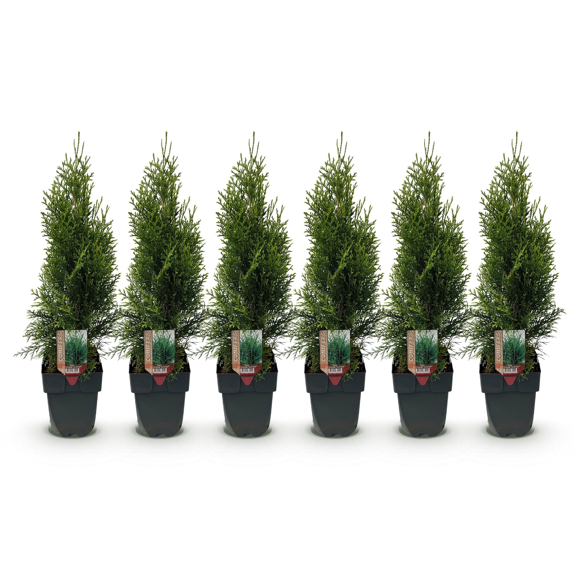 Thuja 'Smaragd' – immergrüne Heckenpflanze, 6 Pflanzen pro Meter, 17-cm Topf, 60 cm Höhe