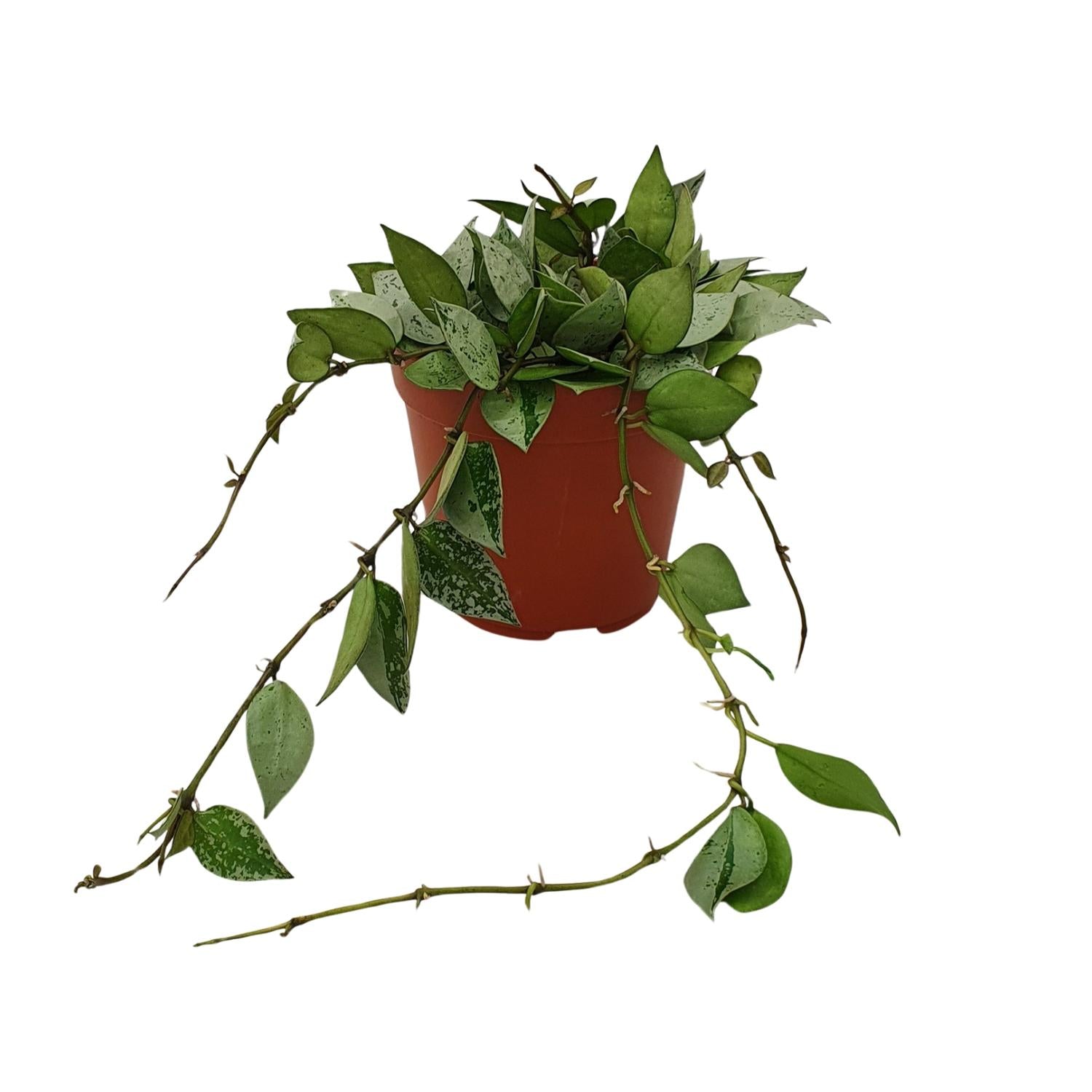 Hoya Krohniana 'Eskimo' – Wax Flower - 12 cm pot, 15 cm tall