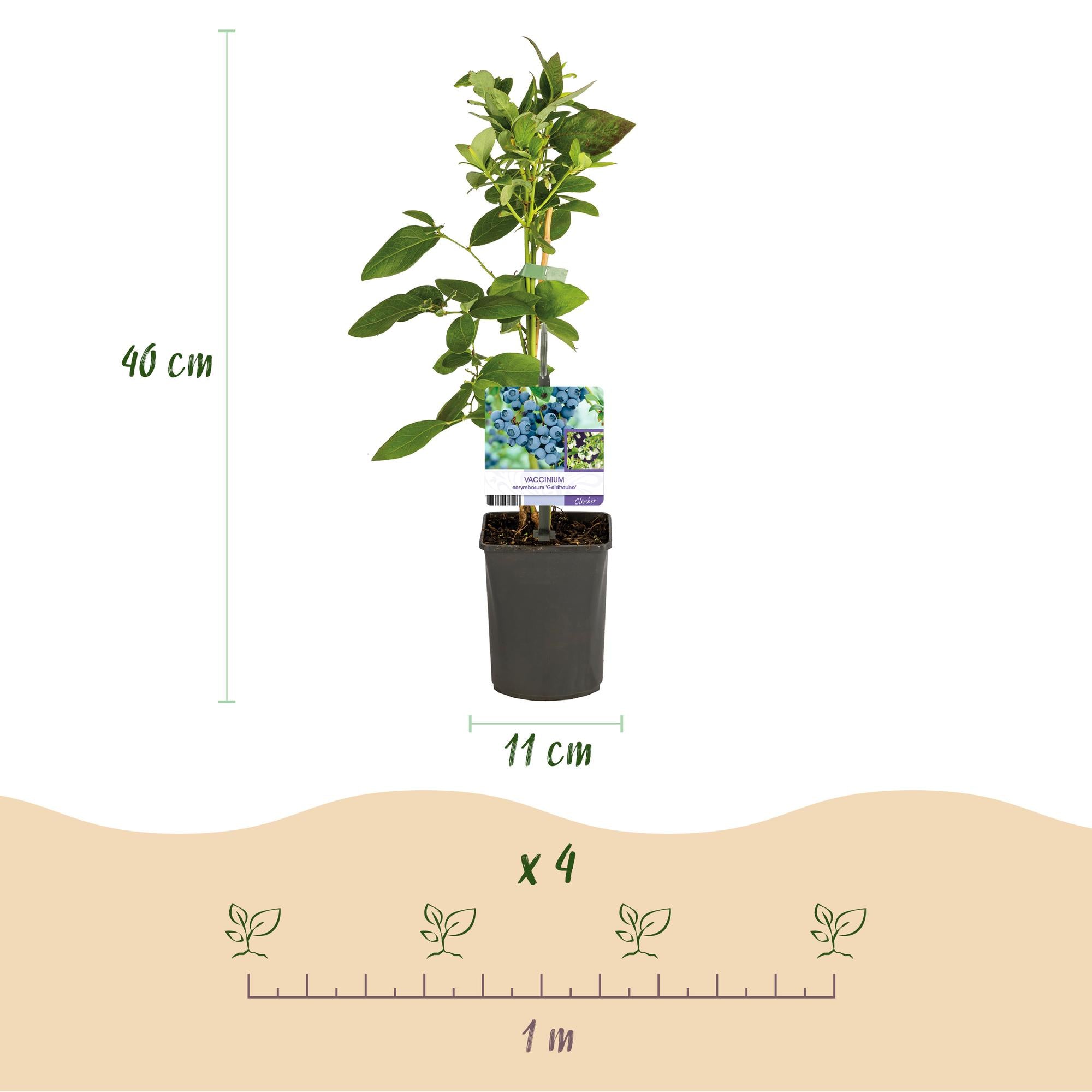 Blauwe bessenstruik 'Goldtraube' – doornloos, 2 planten, elk 40 cm hoog, in een pot van 11 cm