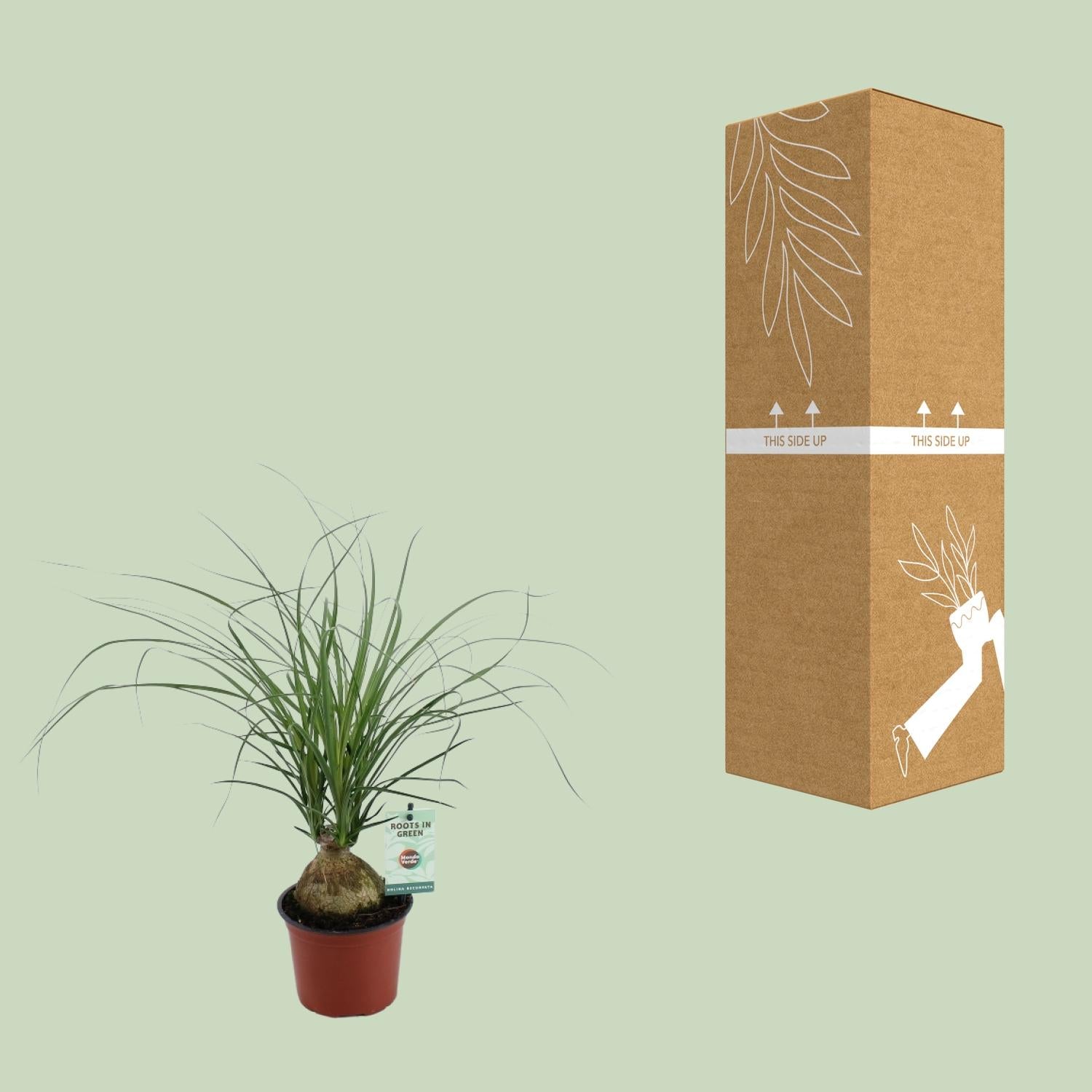 Beaucarnea Recurvata – Olifantspoot - pot 12 cm, hoogte 45 cm