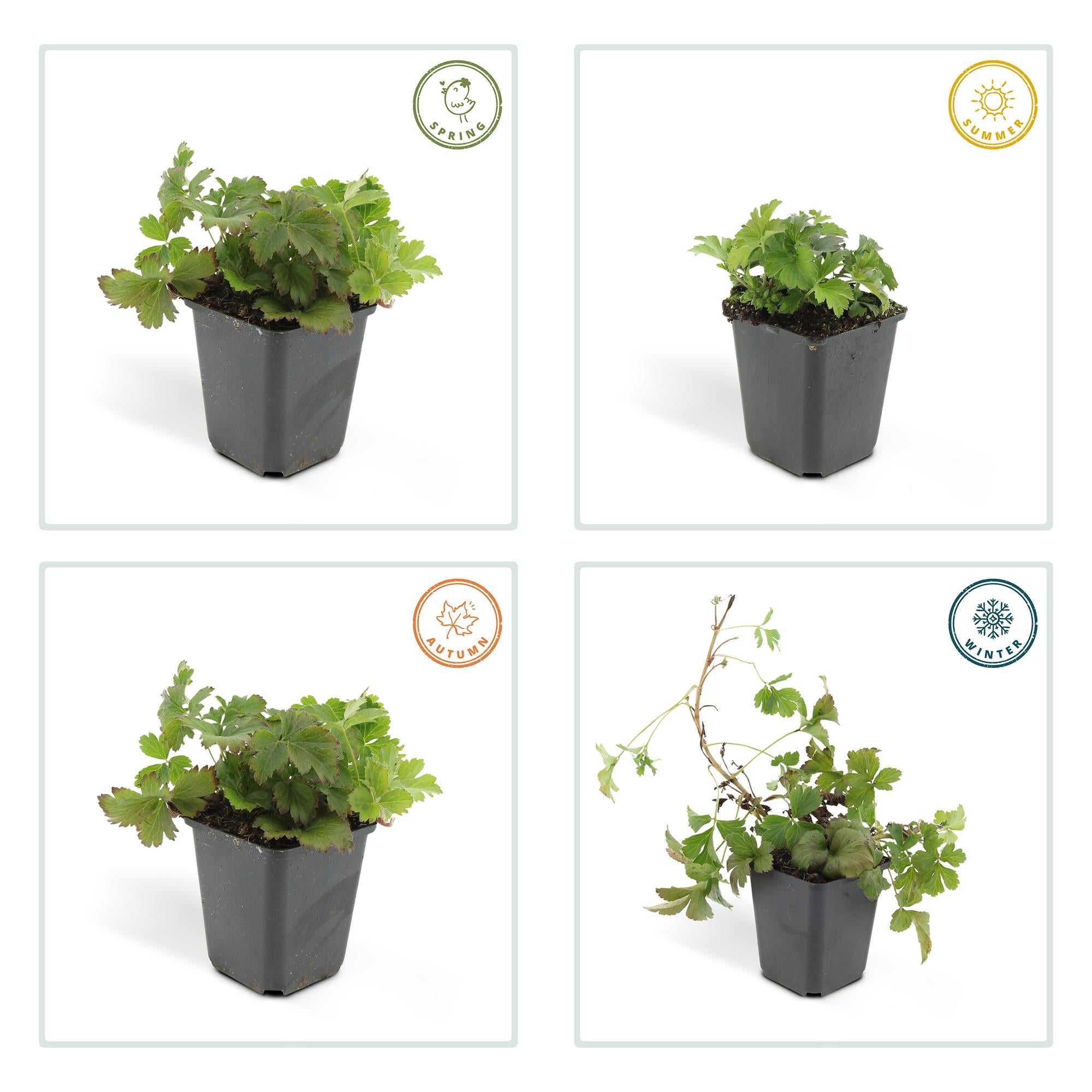 Waldsteinia ternata – immergrüner Bodendecker, 9 cm Topf, 10–25 cm