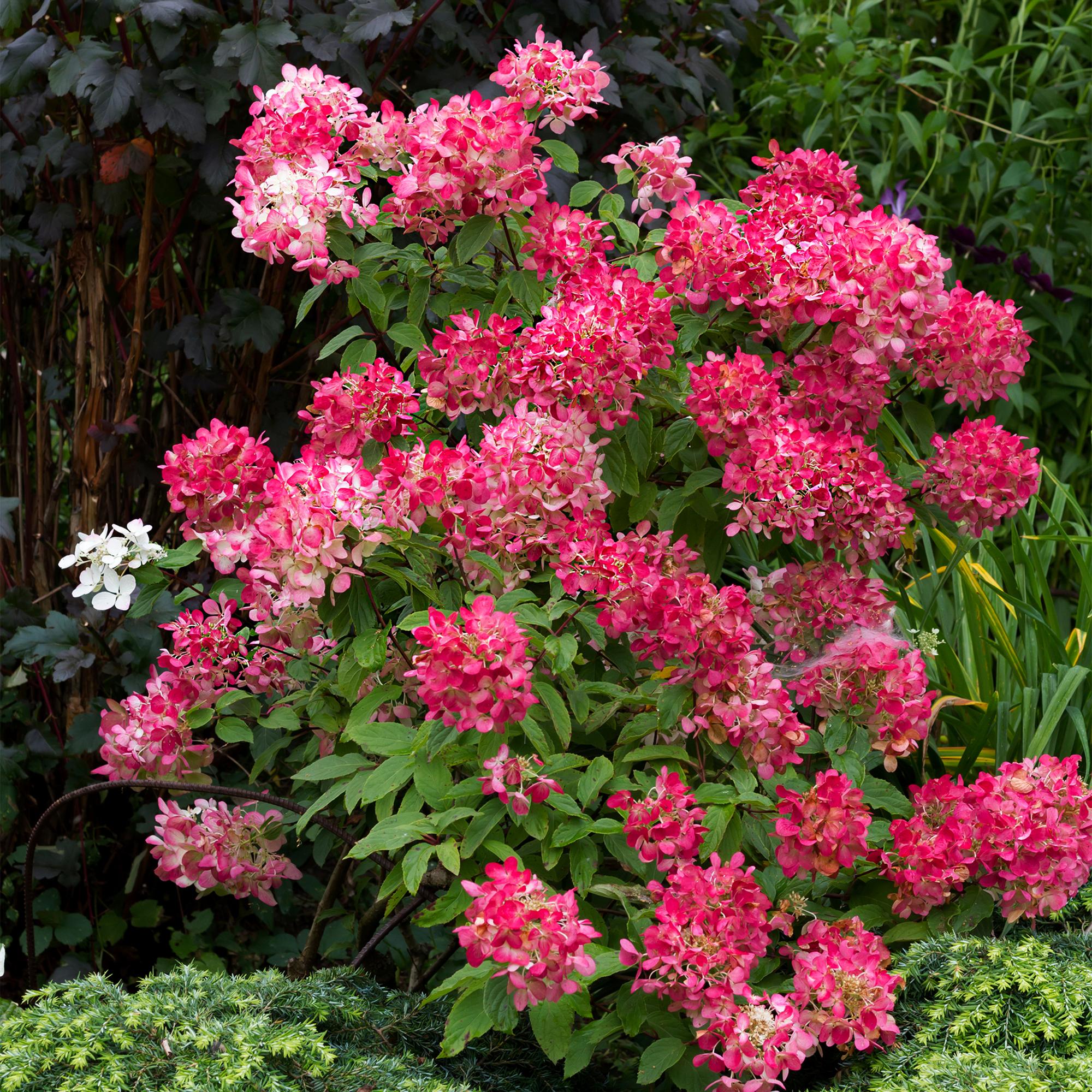 Panicle hydrangea 'Pink Diamond' – large, white-pink flowers, 17 cm pot, 50 cm tall